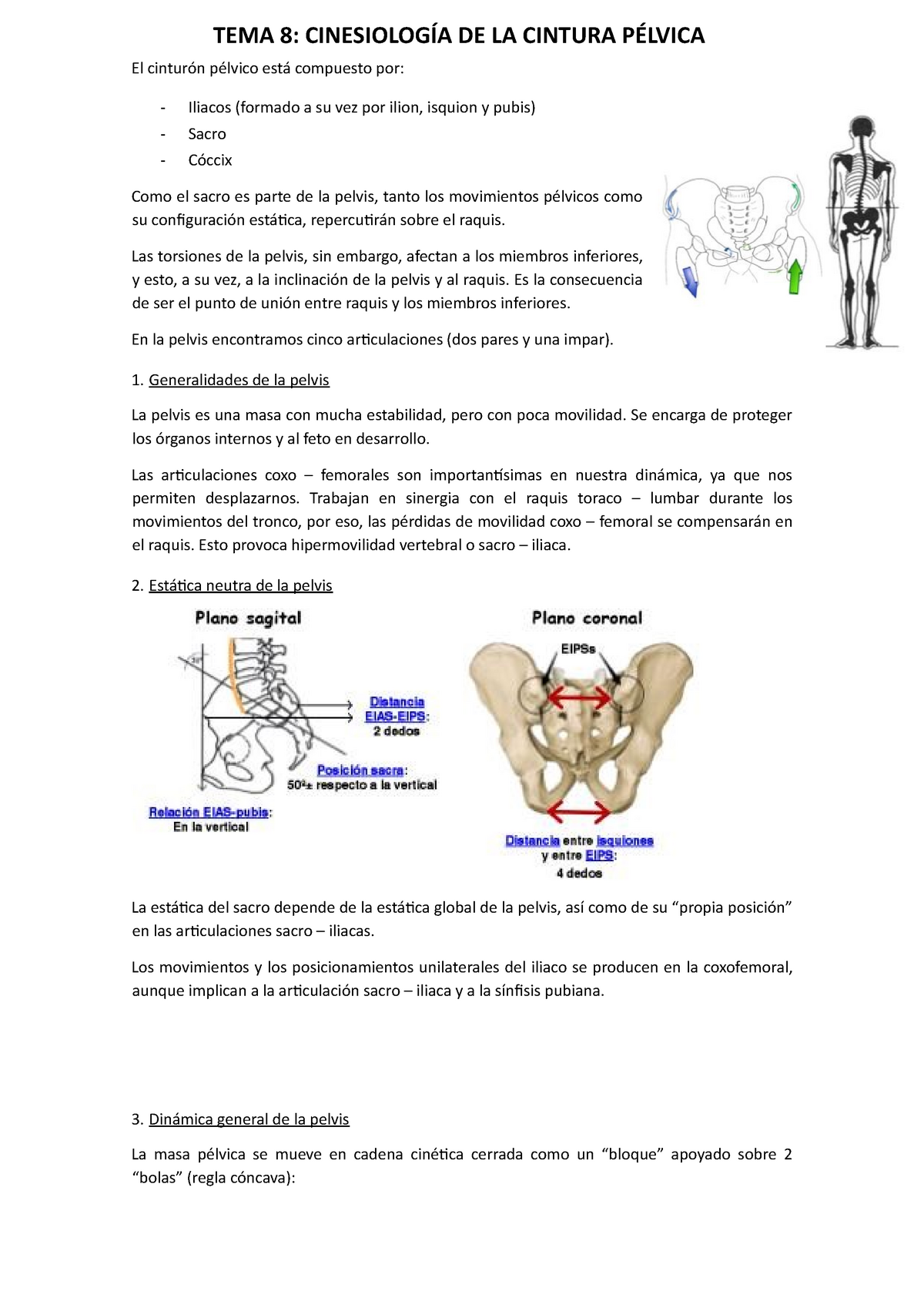 Cintura pelvica - Tareas - CARRERA: Fisioterapia FACULTAD: Facultad de  Enfermería y Ciencias del - Studocu