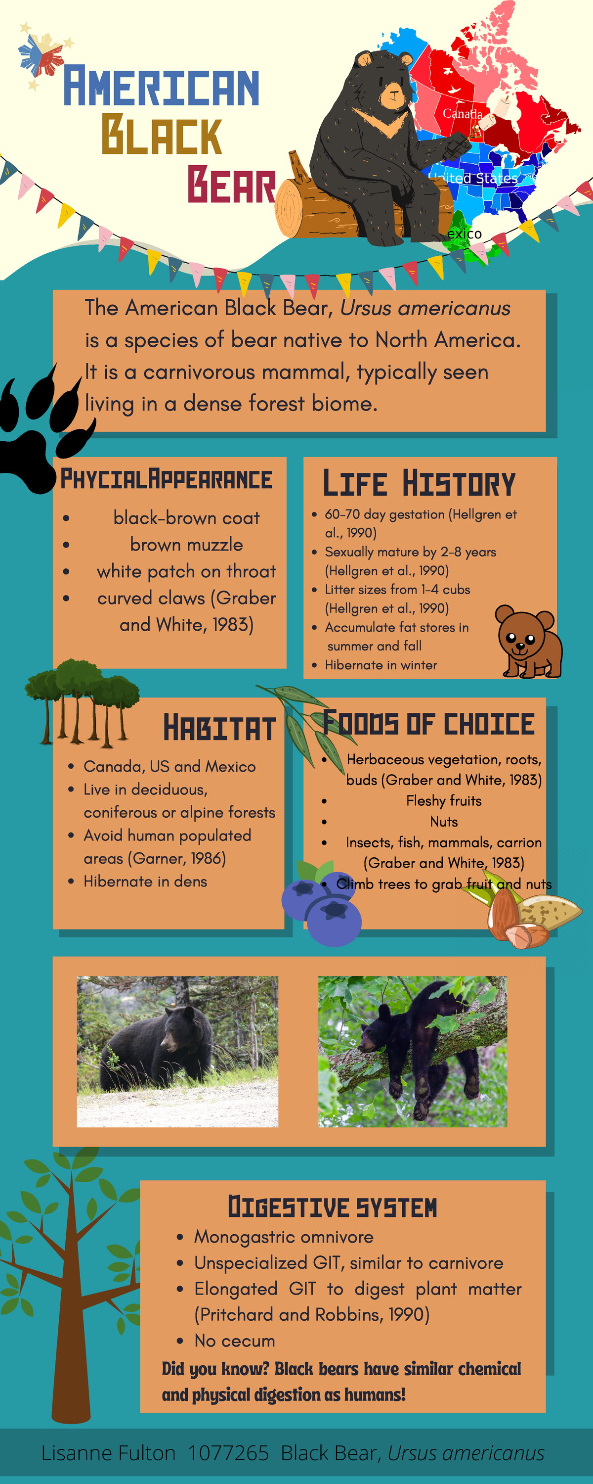 bear-infographic-the-american-black-bear-ursus-americanus-is-a