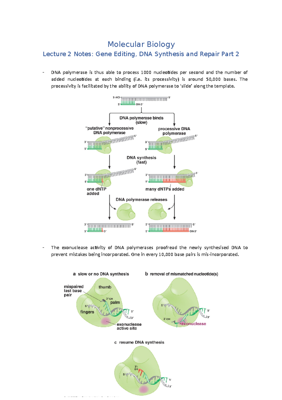 Lecture 2 Notes (Gene Editing, DNA Synthesis and Repair Part 2 ...