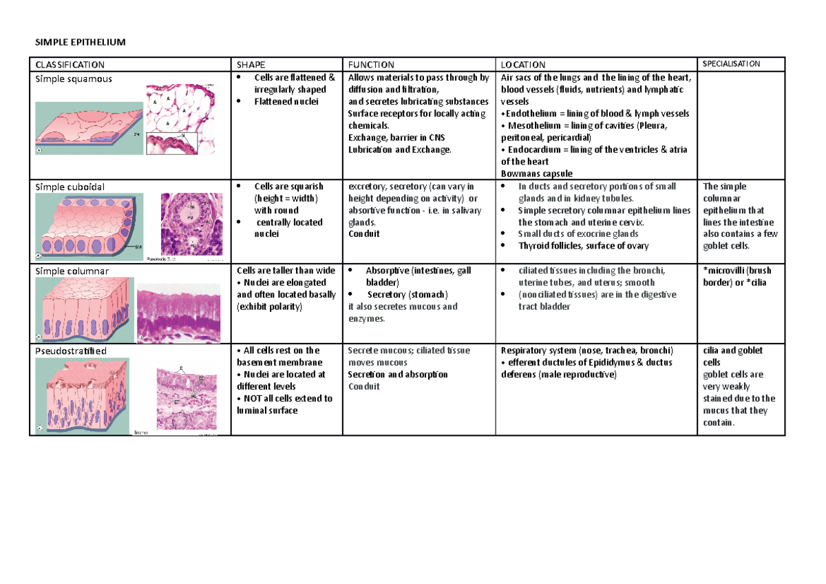 Epithelium Table - Summary - SIMPLE EPITHELIUM CLASSIFICATION SHAPE ...