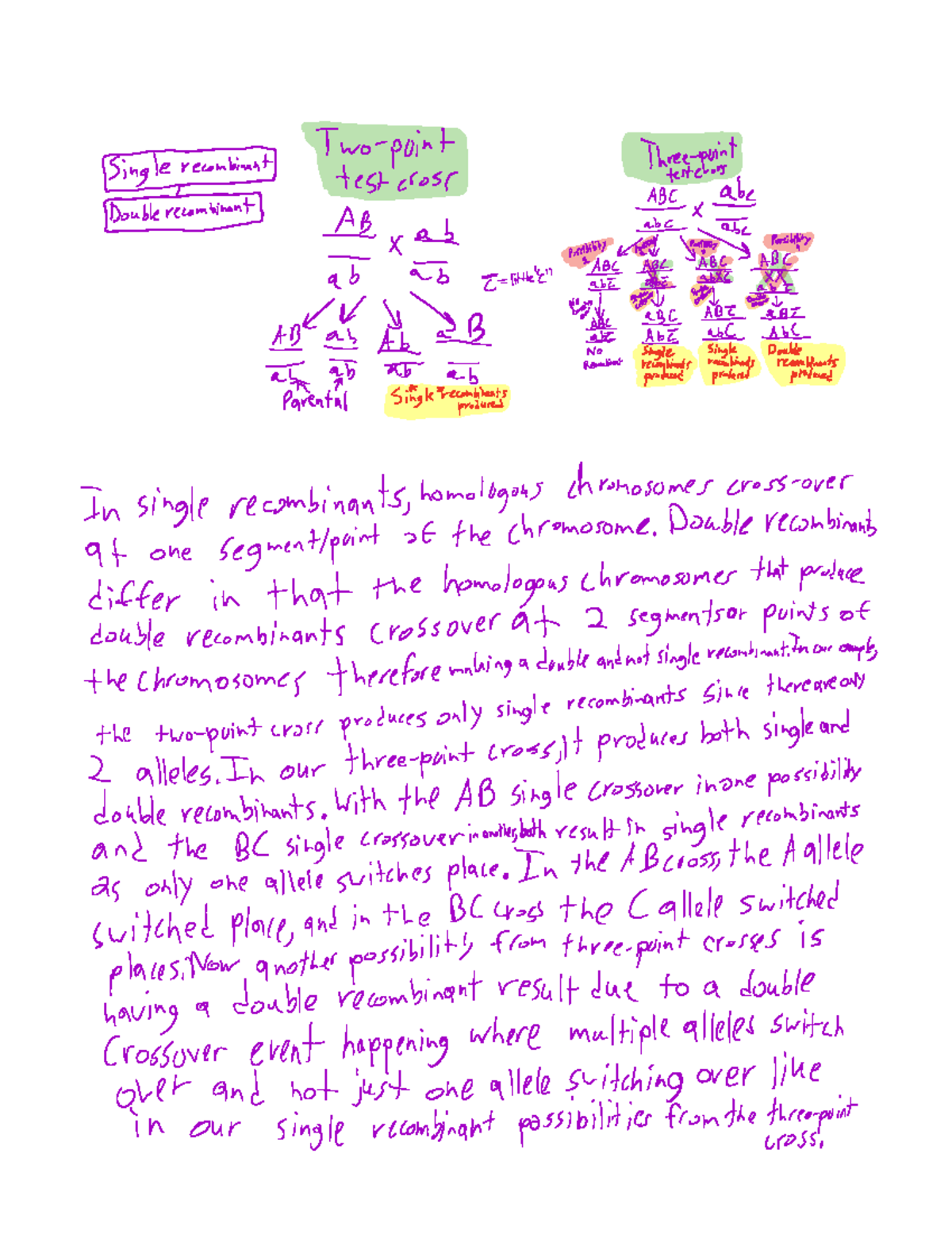 Chapter 7 Concept Map - geremia Two point Threepoint test cross ...