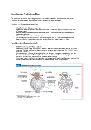 Mikroskopische Anatomie Der Niere Studocu