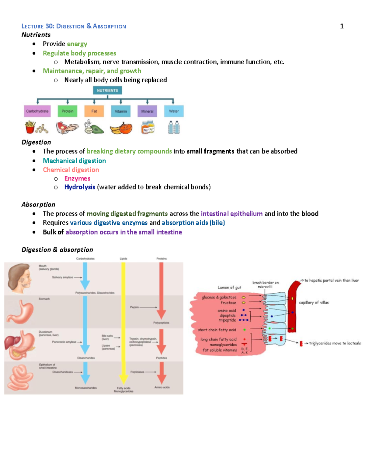 Lecture 30 Digestion Absorption Nutrients Provide energy