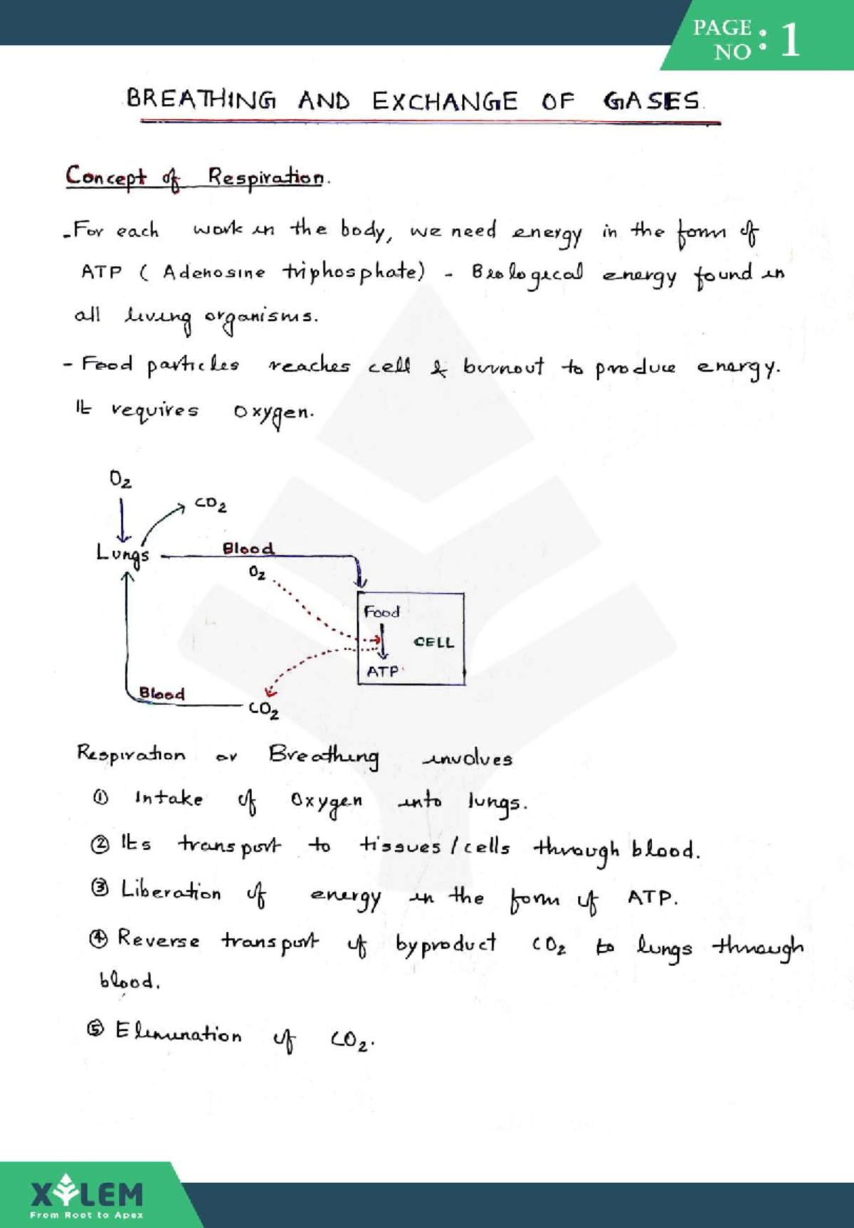 Breathing and exchange of gas Biology science Studocu