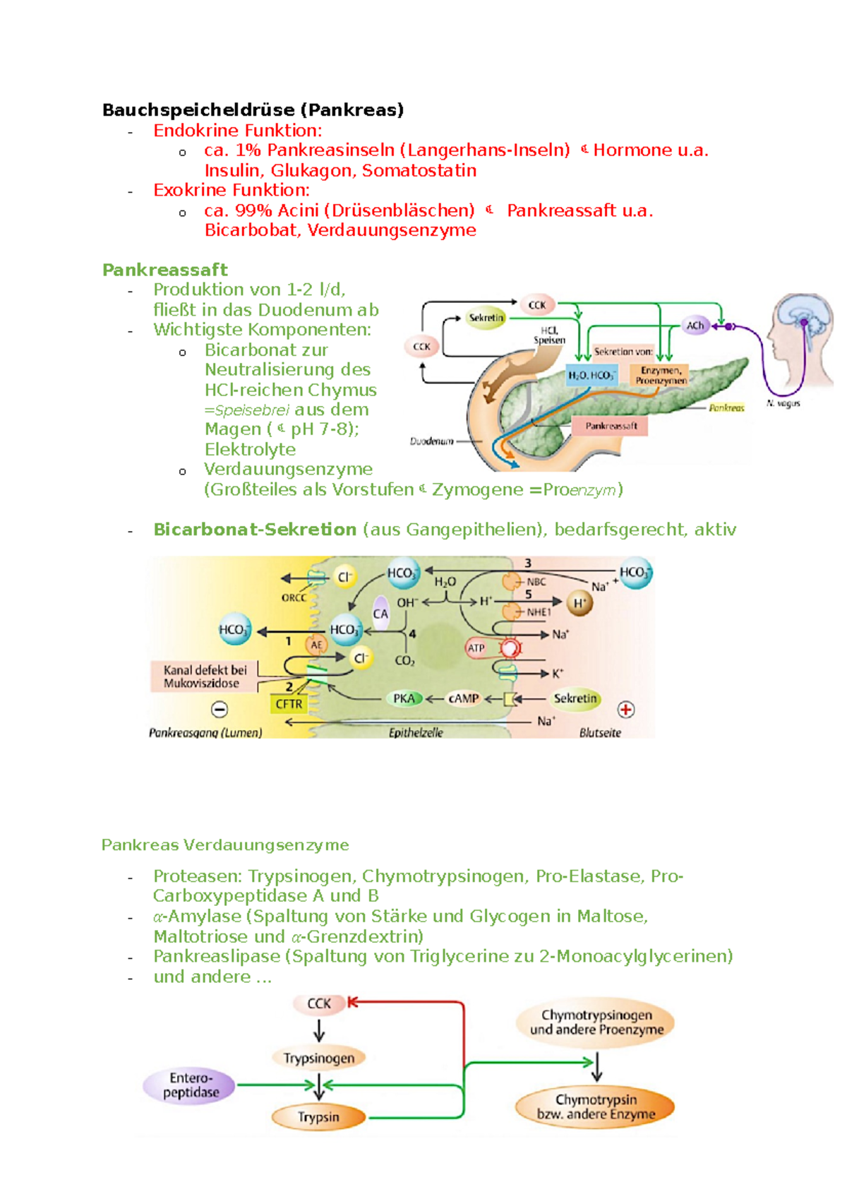 Exokrine Und Endokrine Drüsen Bauchspeicheldrüse - Bauchspeicheldrüse (Pankreas) - Endokrine Funktion