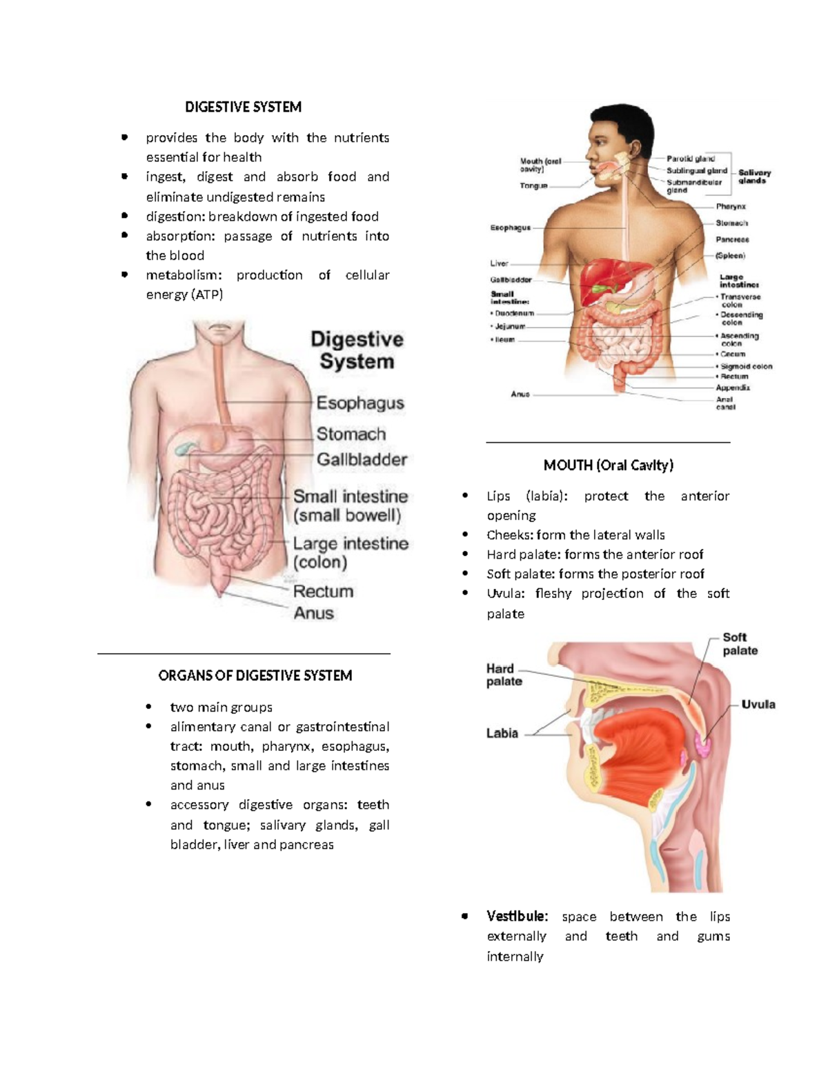Digestive System Reviewer - DIGESTIVE SYSTEM provides the body with the ...
