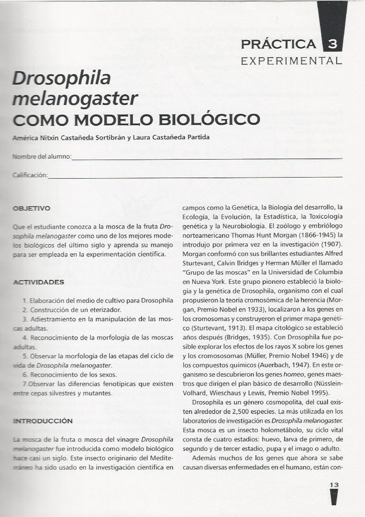Práctica #1 Drosophila melanogaster como modelo biológico - Drosophila  melanogaster PRACTICA - Studocu