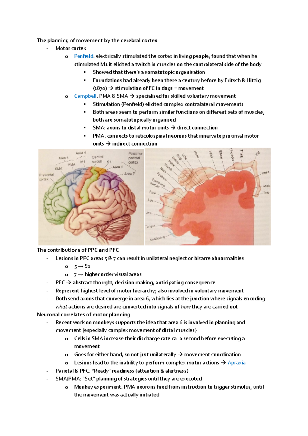 The planning of movement by the cerebral cortex - a second before ...