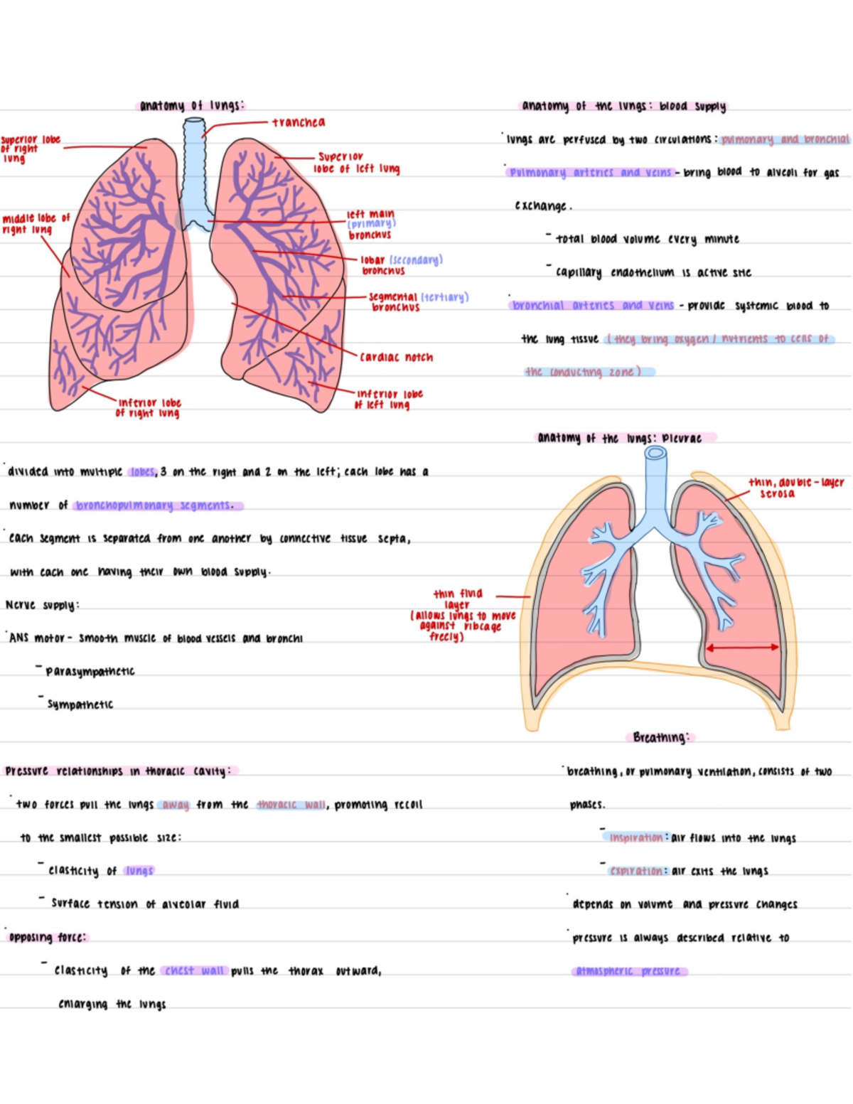 Respiratory 4 - BIO 222 - Studocu