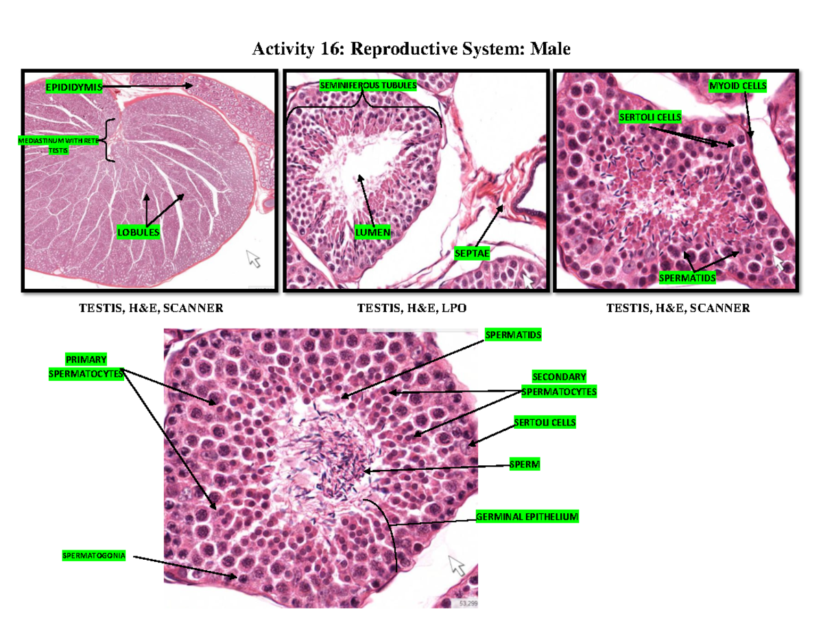 Histopathology- Male Reproductive - Testis, H&e, Scanner Testis, H&e 