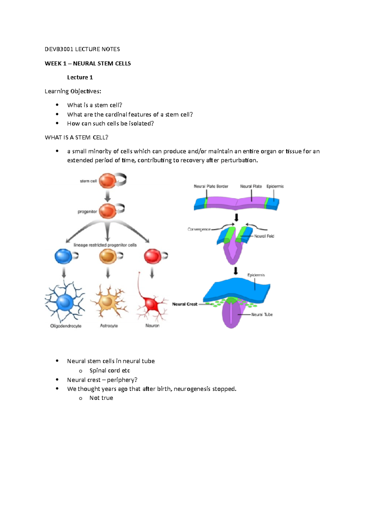 DEVB3001 Lecture Notes - DEVB3001 LECTURE NOTES WEEK 1 – NEURAL STEM ...
