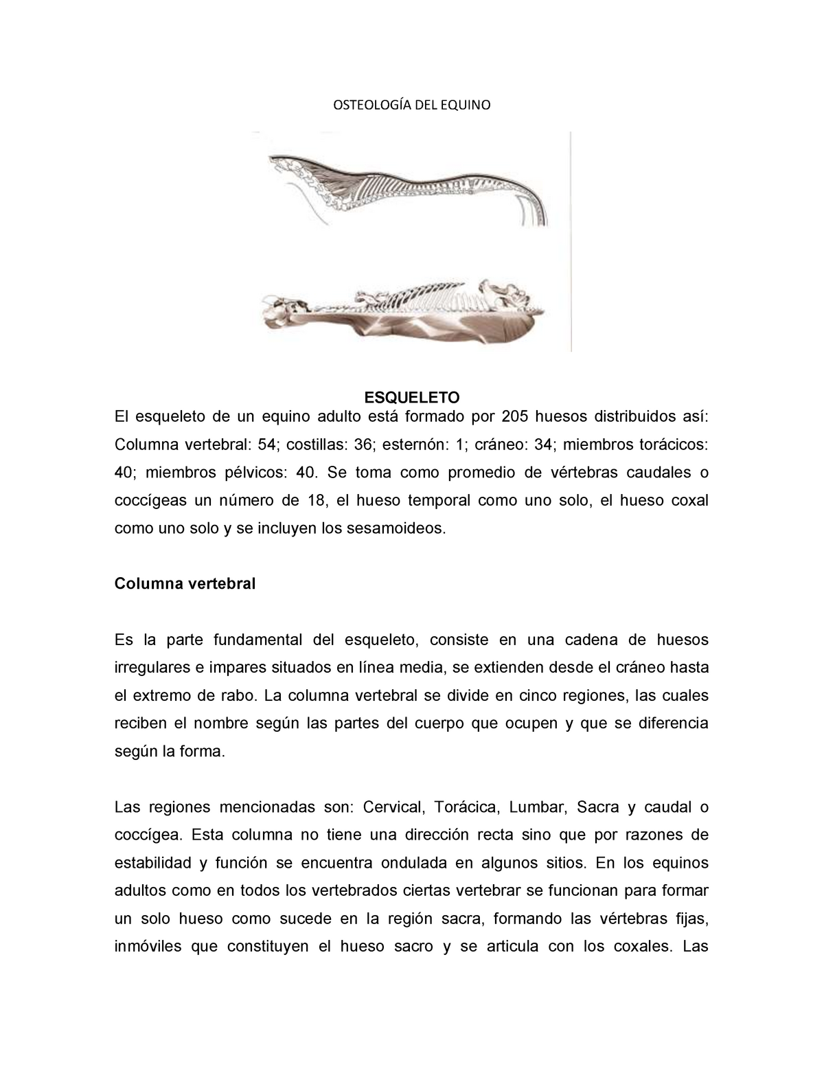 Osteología DEL Equino - OSTEOLOGÍA DEL EQUINO ESQUELETO El esqueleto de un  equino adulto está - Studocu