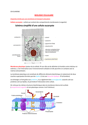 Les récepteurs intracellulaires - Biologie Simplifiée