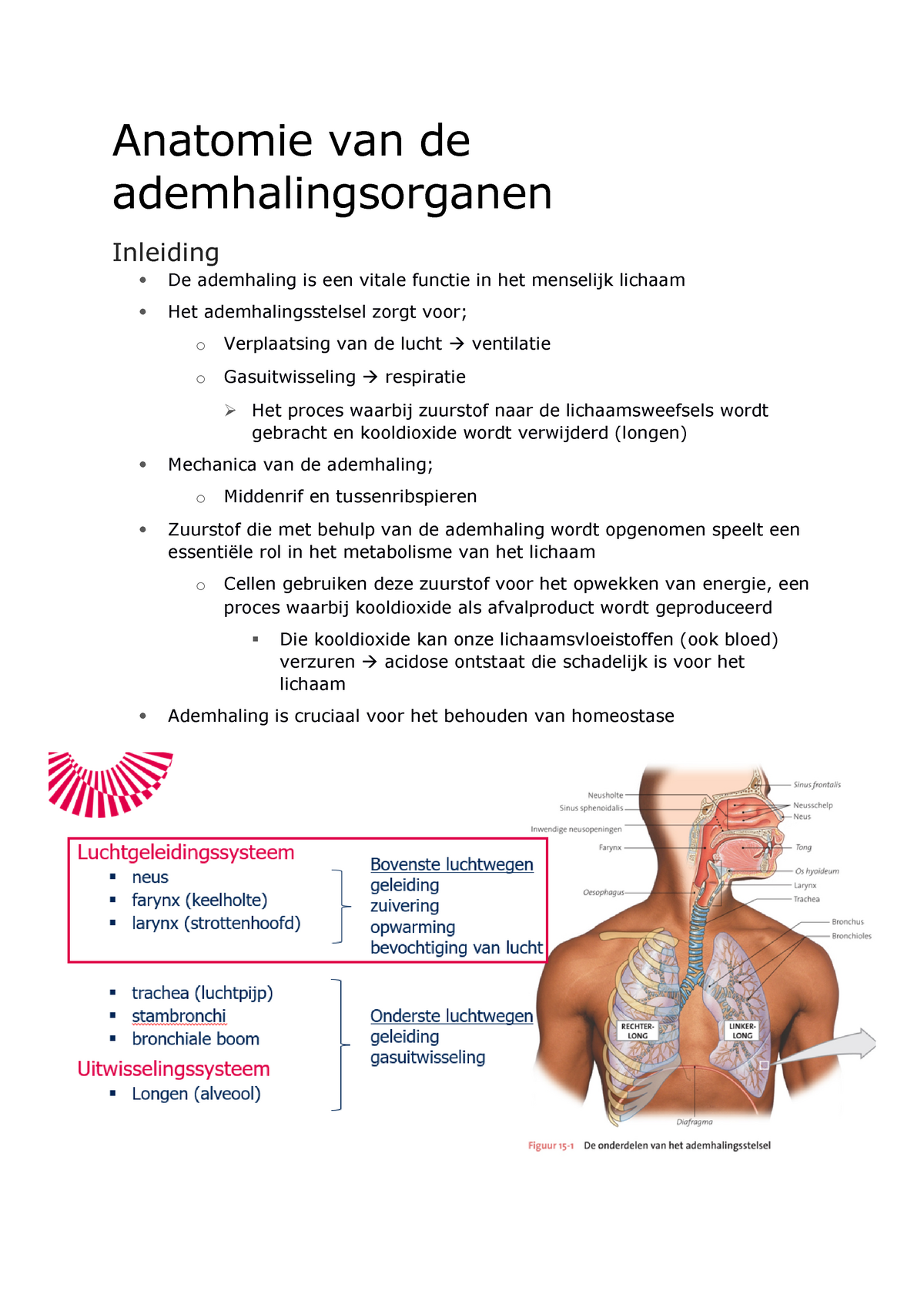 Zso4 Anatomie Van De Ademhalingsstelsel Anatomie En Fysiologie I