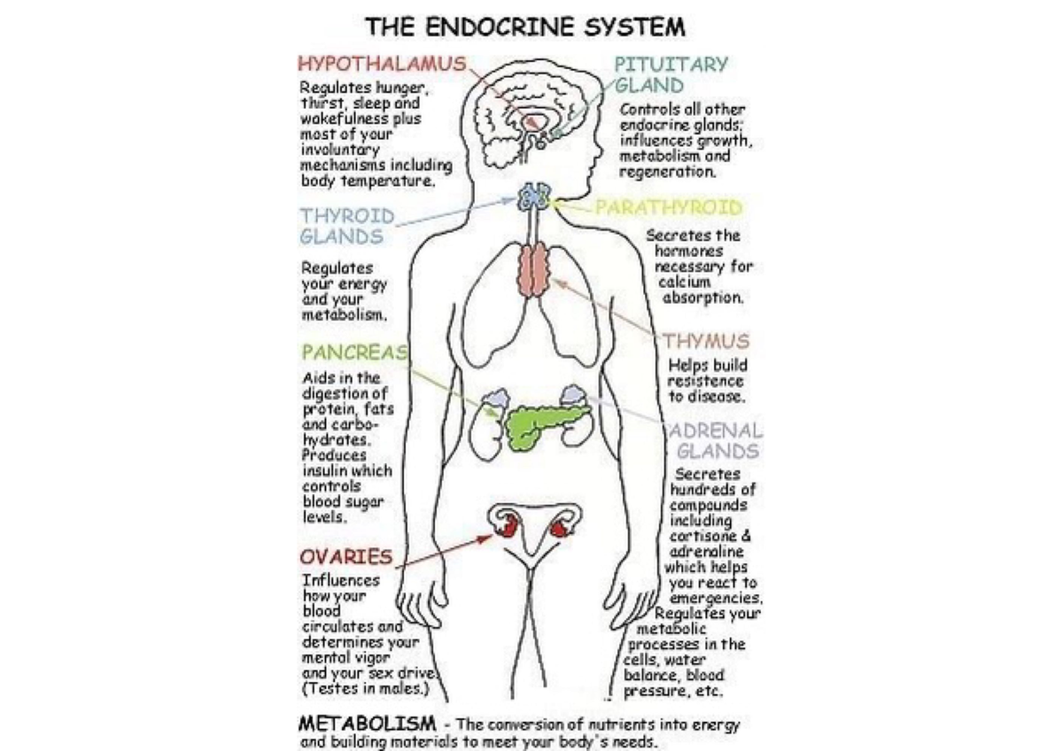 Learning with anatomy - THE ENDOCRINE SYSTEM HYPOTHALAMUS PITUITARY ...