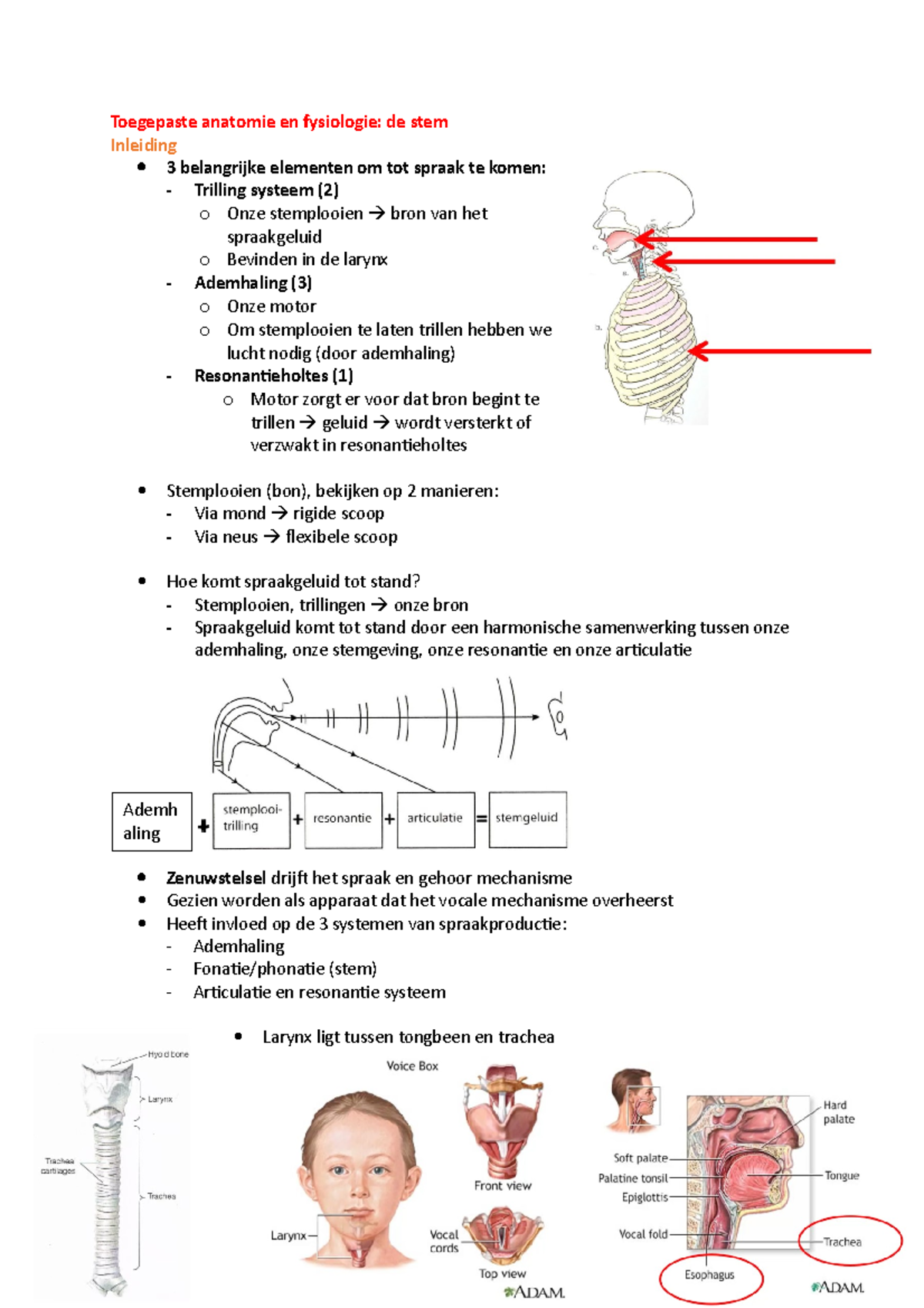Smv toegepaste anatomie en fysiologie stem - Toegepaste anatomie en ...