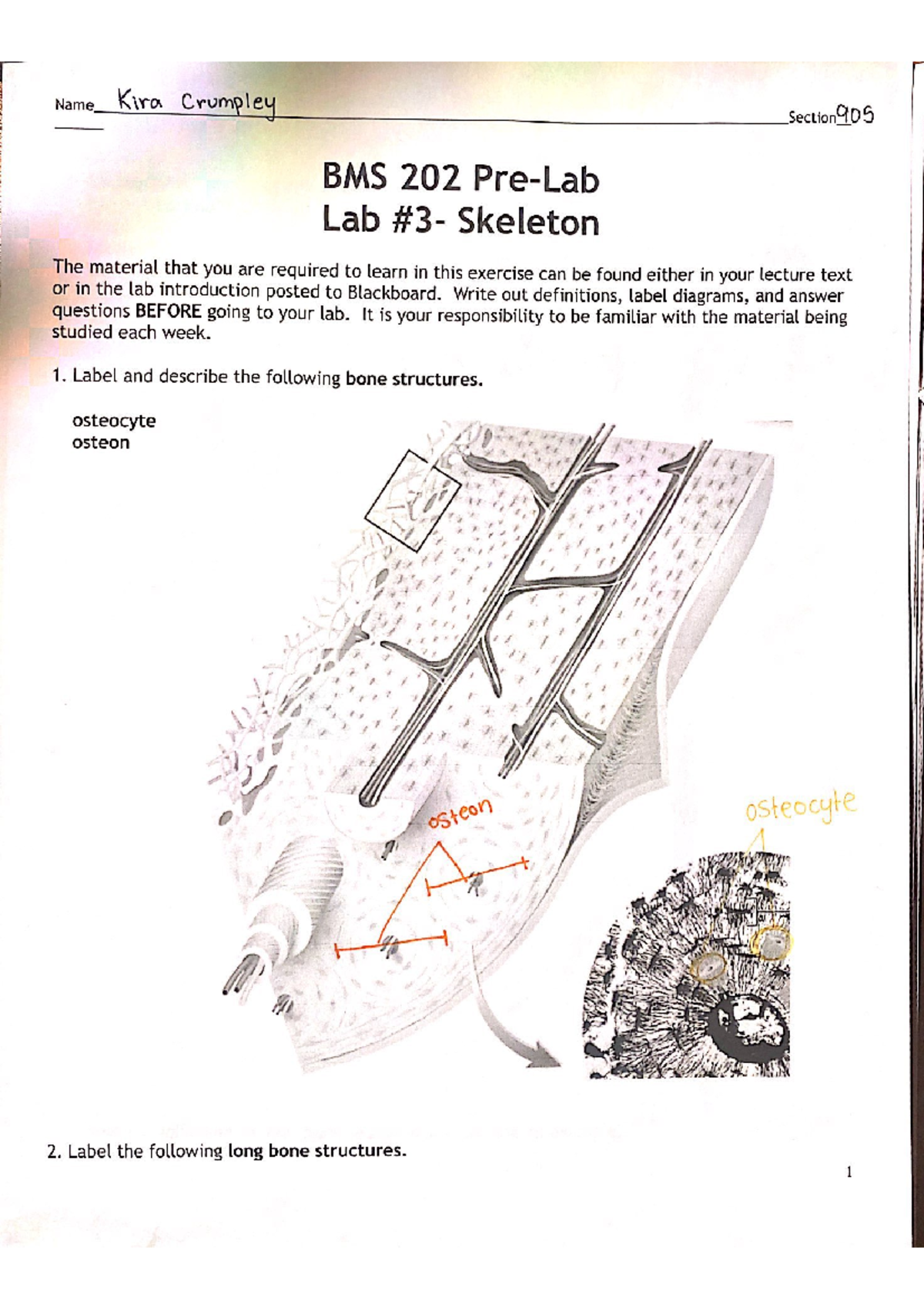 Anatomy Pre-Lab #3 - Pre Lab #3 - BMS 202 - Studocu