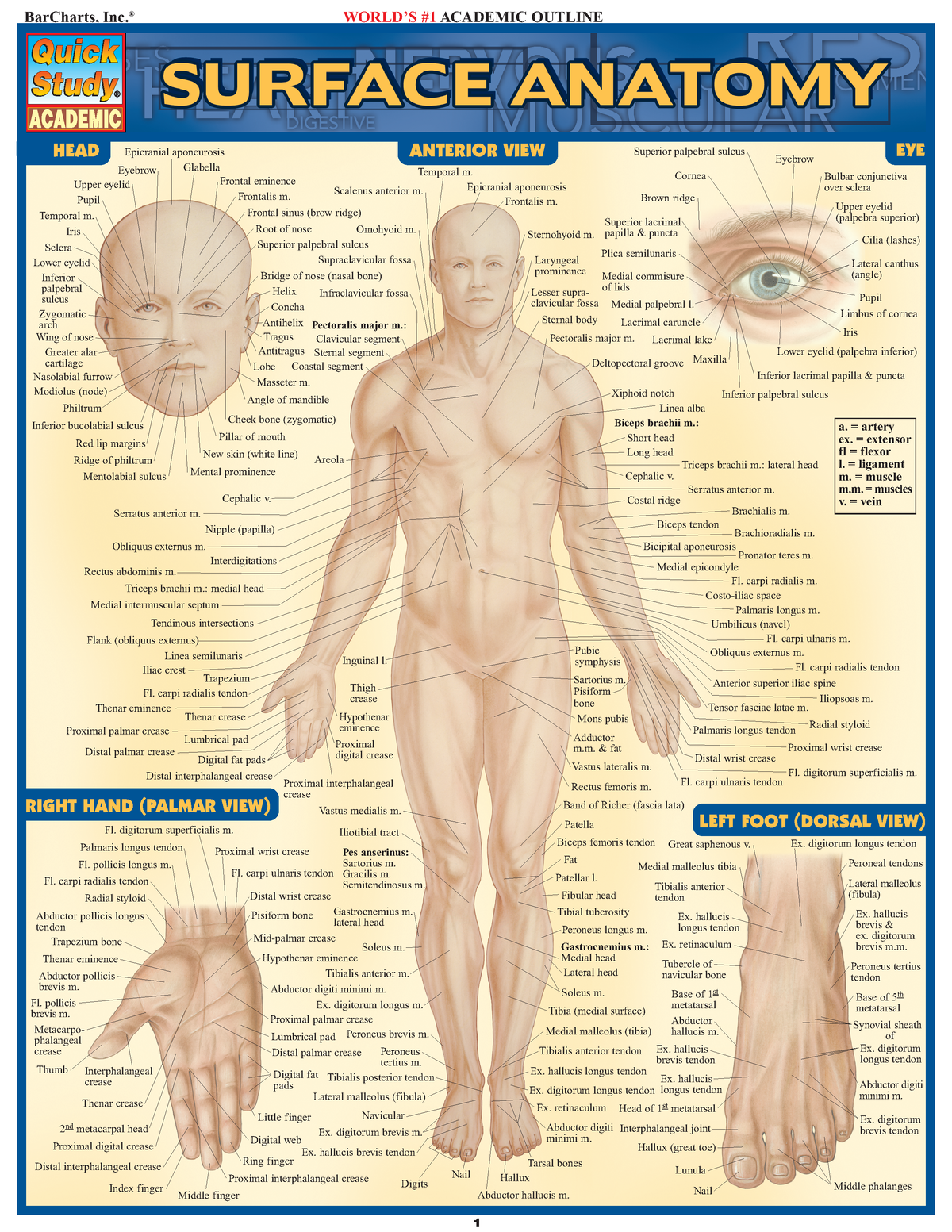 Surface Anatomy HEAD BarCharts Inc. WORLD S 1ACADEMIC OUTLINE