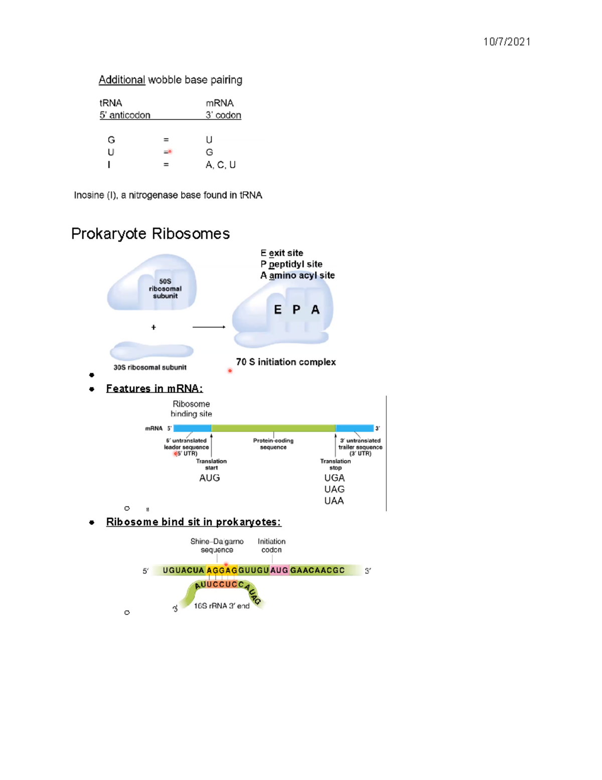 Eukaryotic Gene Regulation Notes (BIO SC 2200) - Prokaryote Ribosomes ...