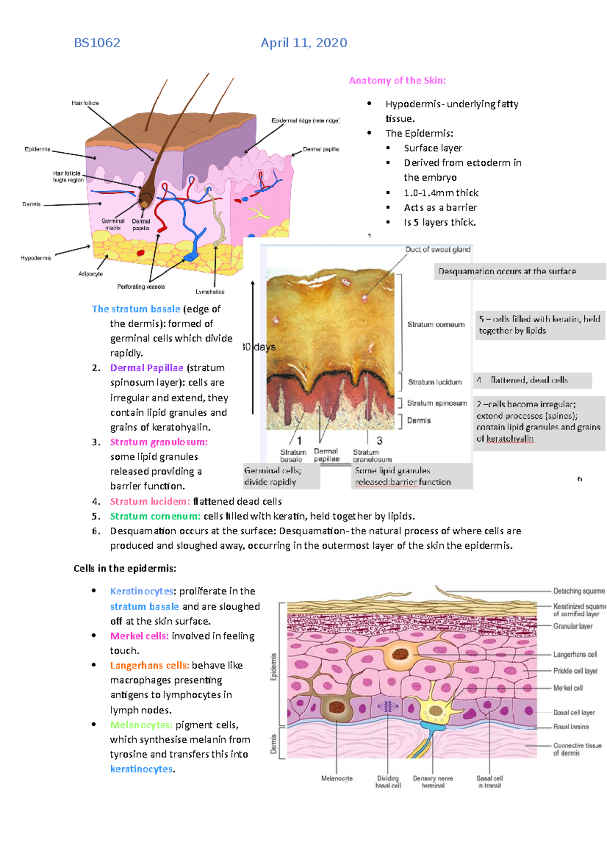 Skin anatomy notes - L1-8 - Anatomy of the Skin: Hypodermis- underlying ...