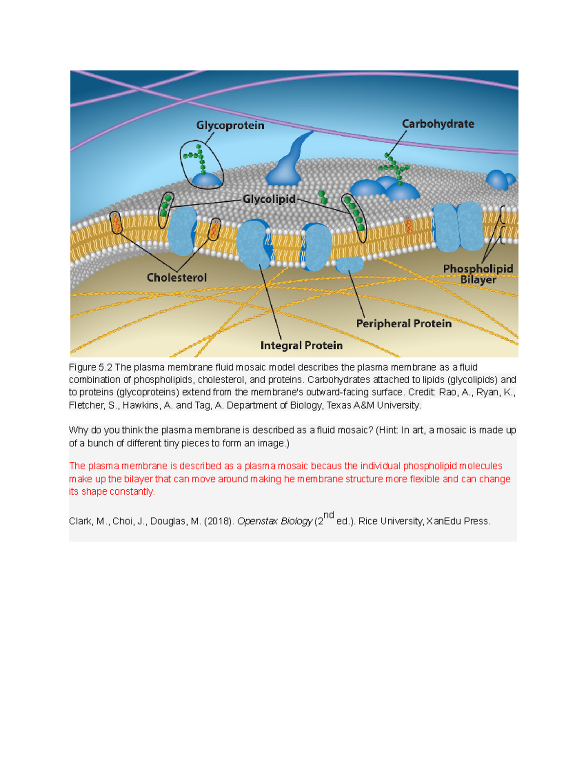 fluid mosaic model assignment pdf