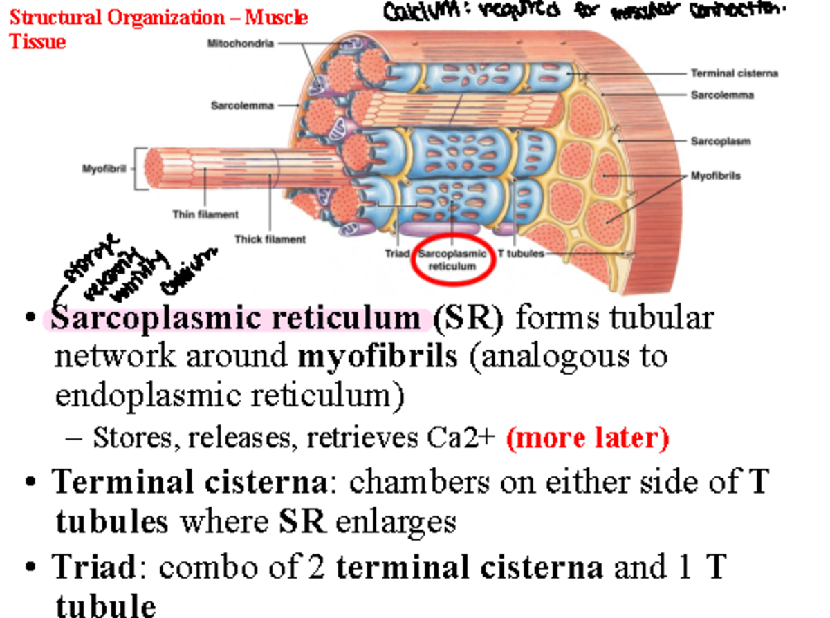 Sarcoplasm Reticulum - Structural Organization Muscle Calcium: Required 