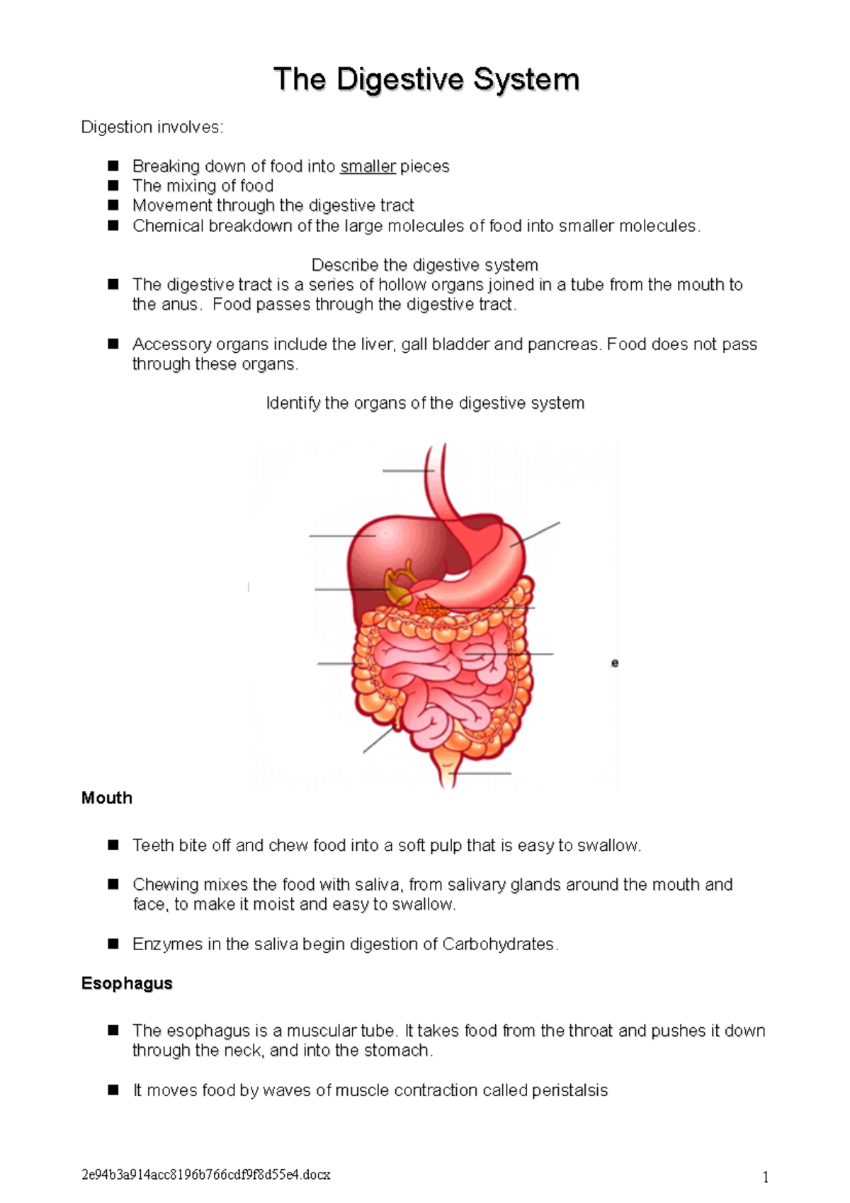 homework on digestive system