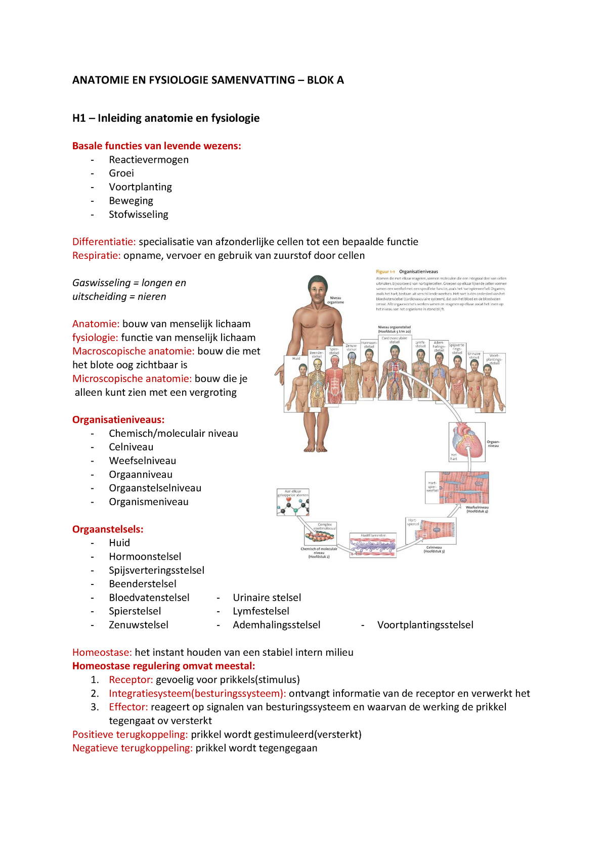 Anatomie En Fysiologie Anatomie En Fysiologie Samenvatting Blok A
