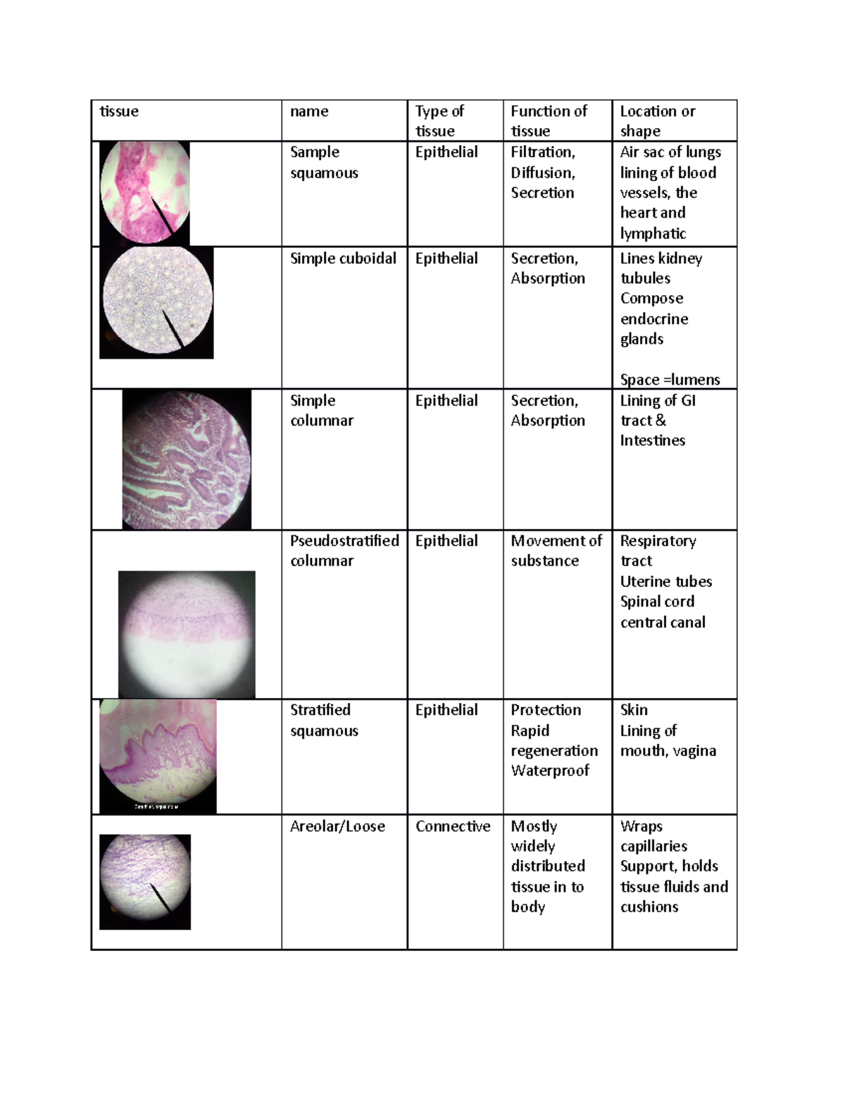 Tissues Lab for math class tissue name Type of tissue Function of