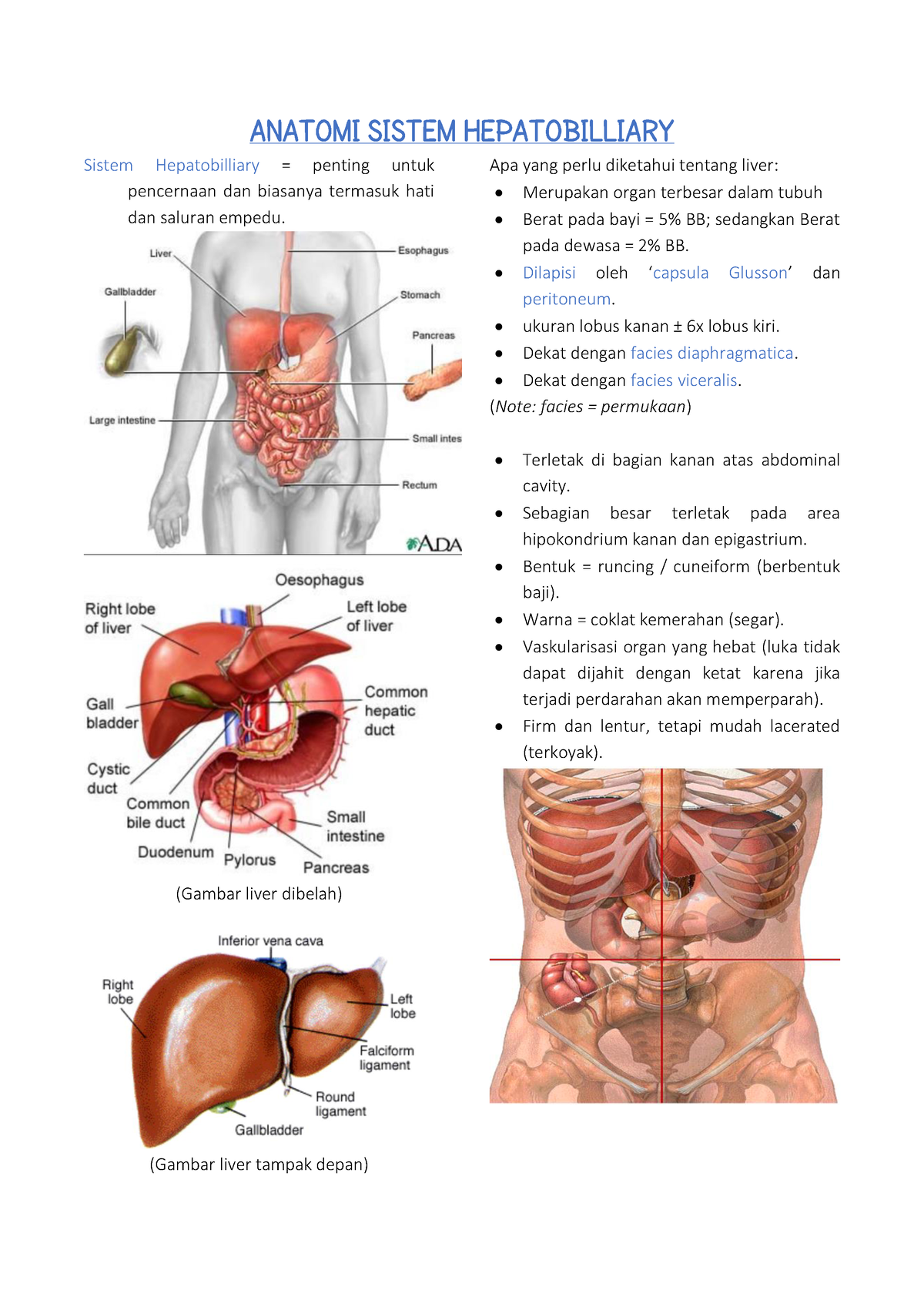 Anatomi 5 Sistem Hepatobilliary Sistem Hepatobilliary Penting