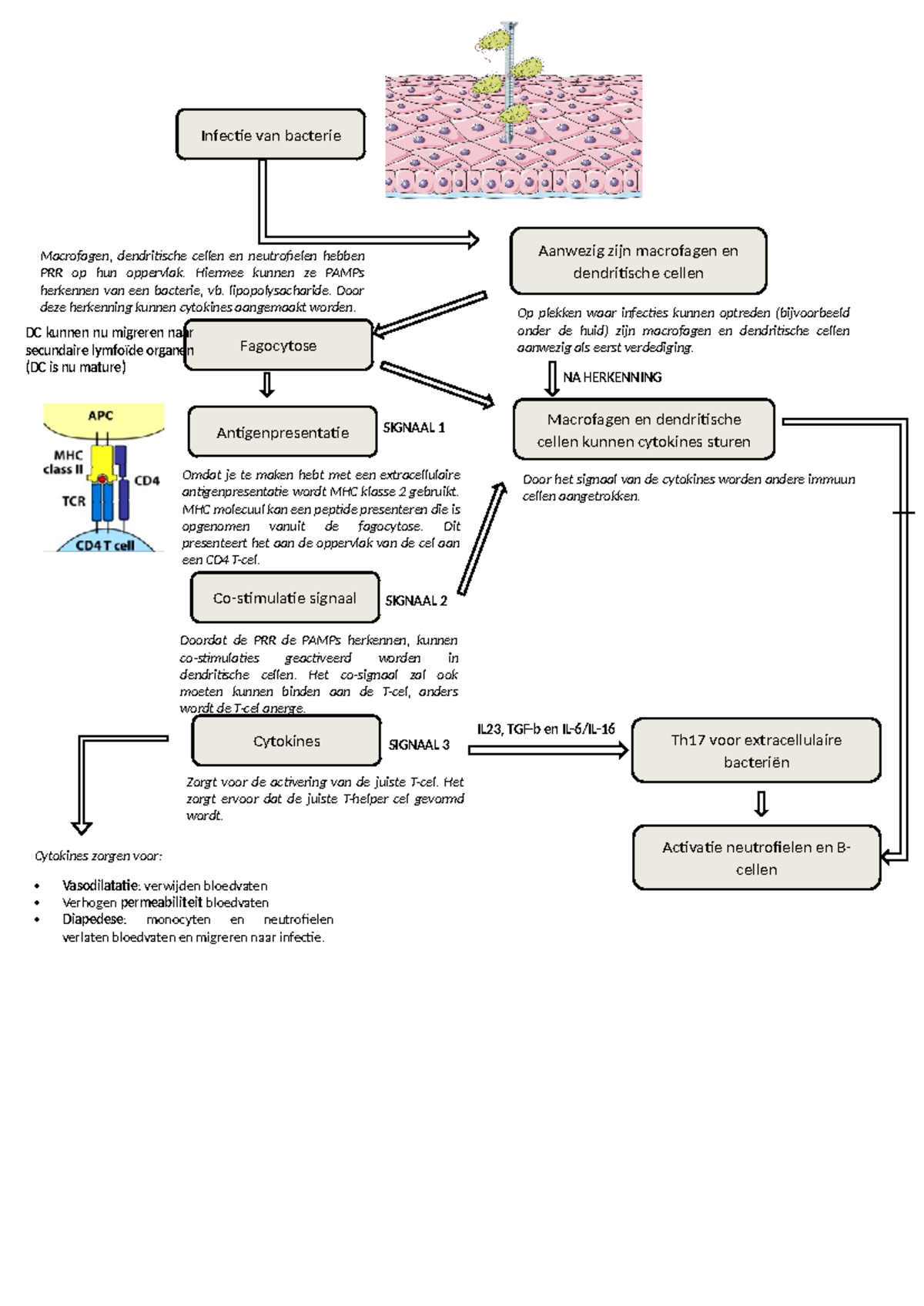 Overzicht - bacterie infectie - Infectie van bacterie Aanwezig zijn ...