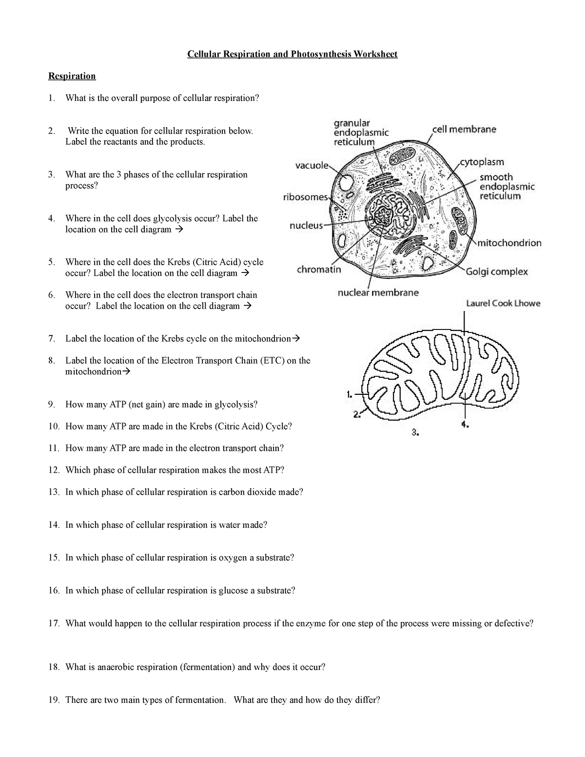 Cellular Respiration and Photosynthesis Worksheet - Cellular ...