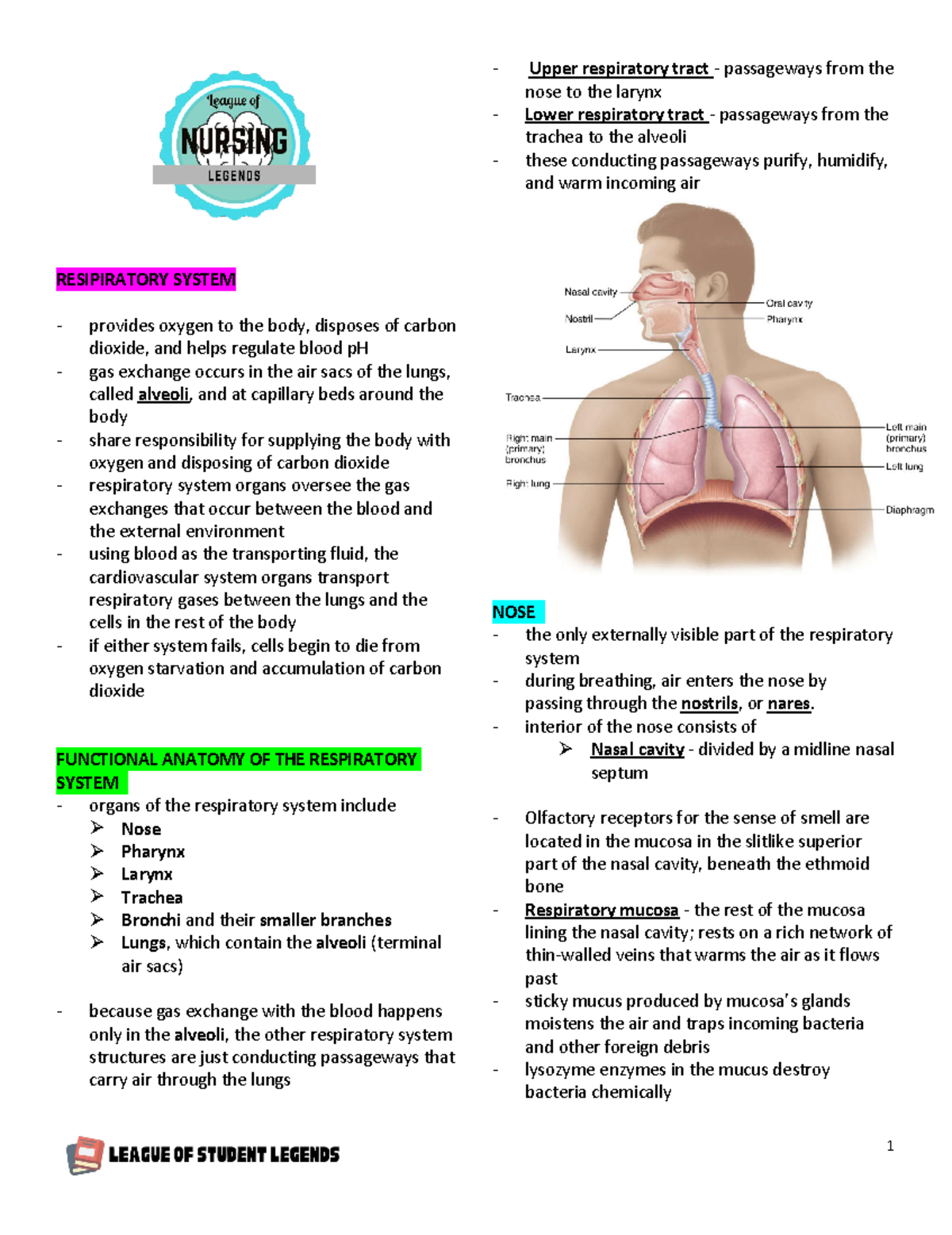 Respiratory System - RESIPIRATORY SYSTEM provides oxygen to the body ...