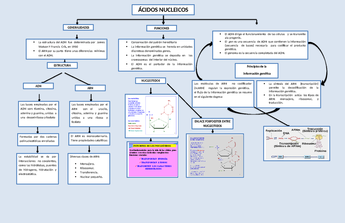 Mapa Conceptual De Los Acidos Nucleicos Xili Images My XXX Hot Girl