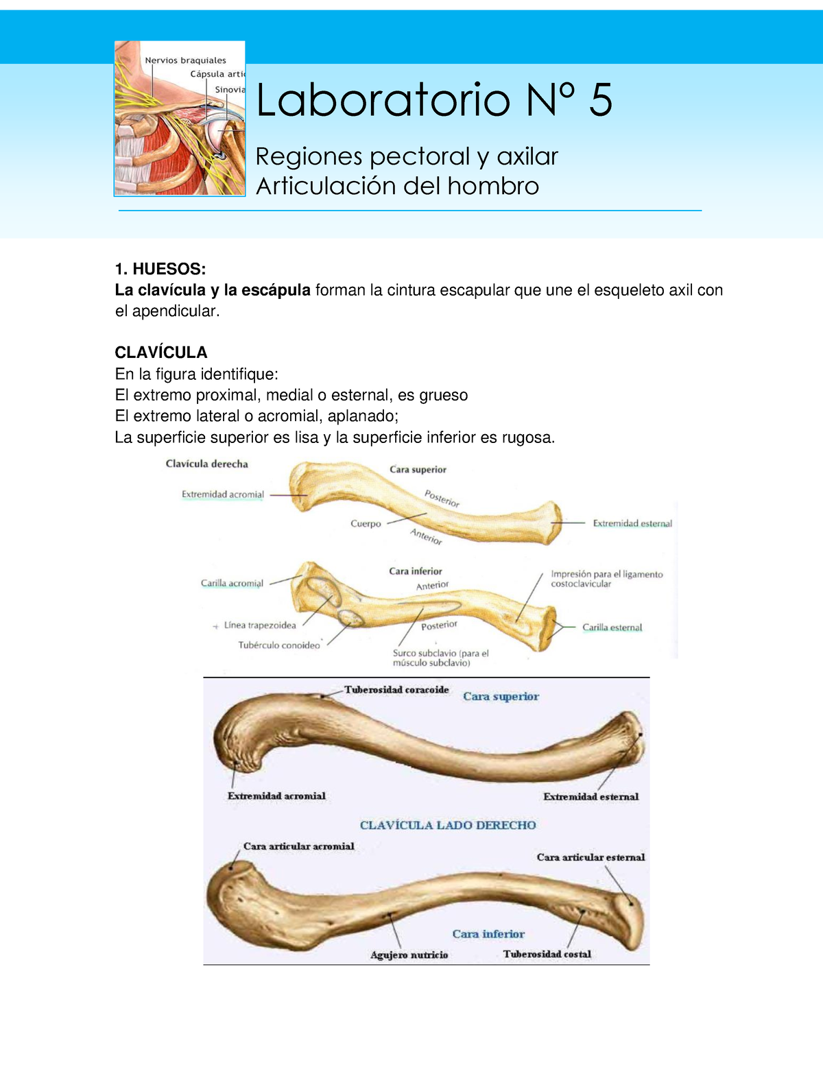 ASTEGE on X: A clavícula forma a porção ventral da cintura escapular,  articula-se com dois ossos: escápula e esterno.  / X