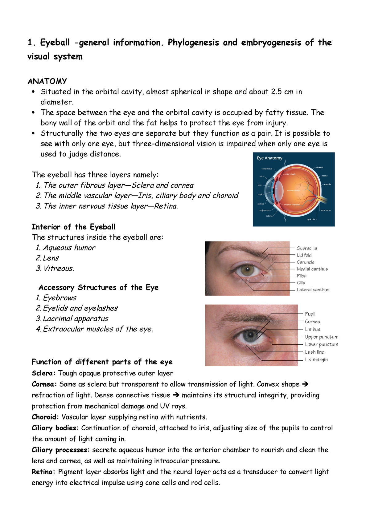 1 Eyeball General Information Phylogenesis And
