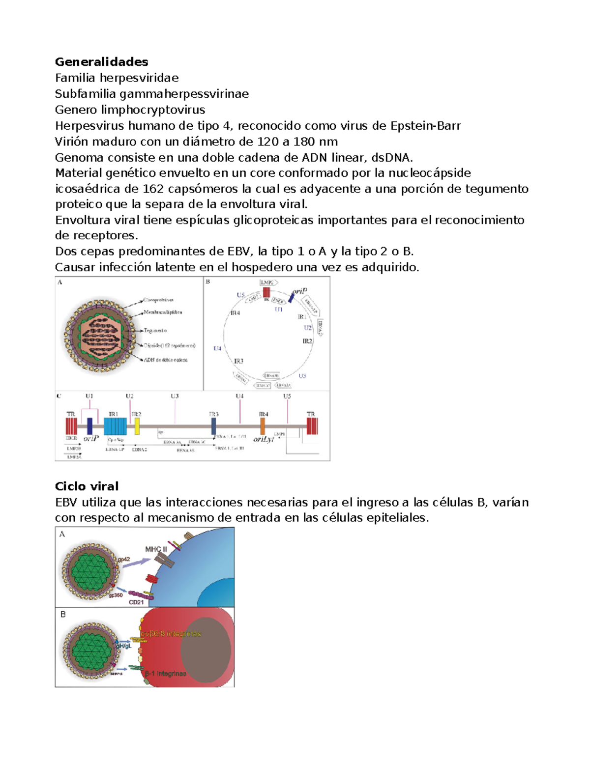 Virus Epstein Barr Generalidades Familia Herpesviridae Subfamilia