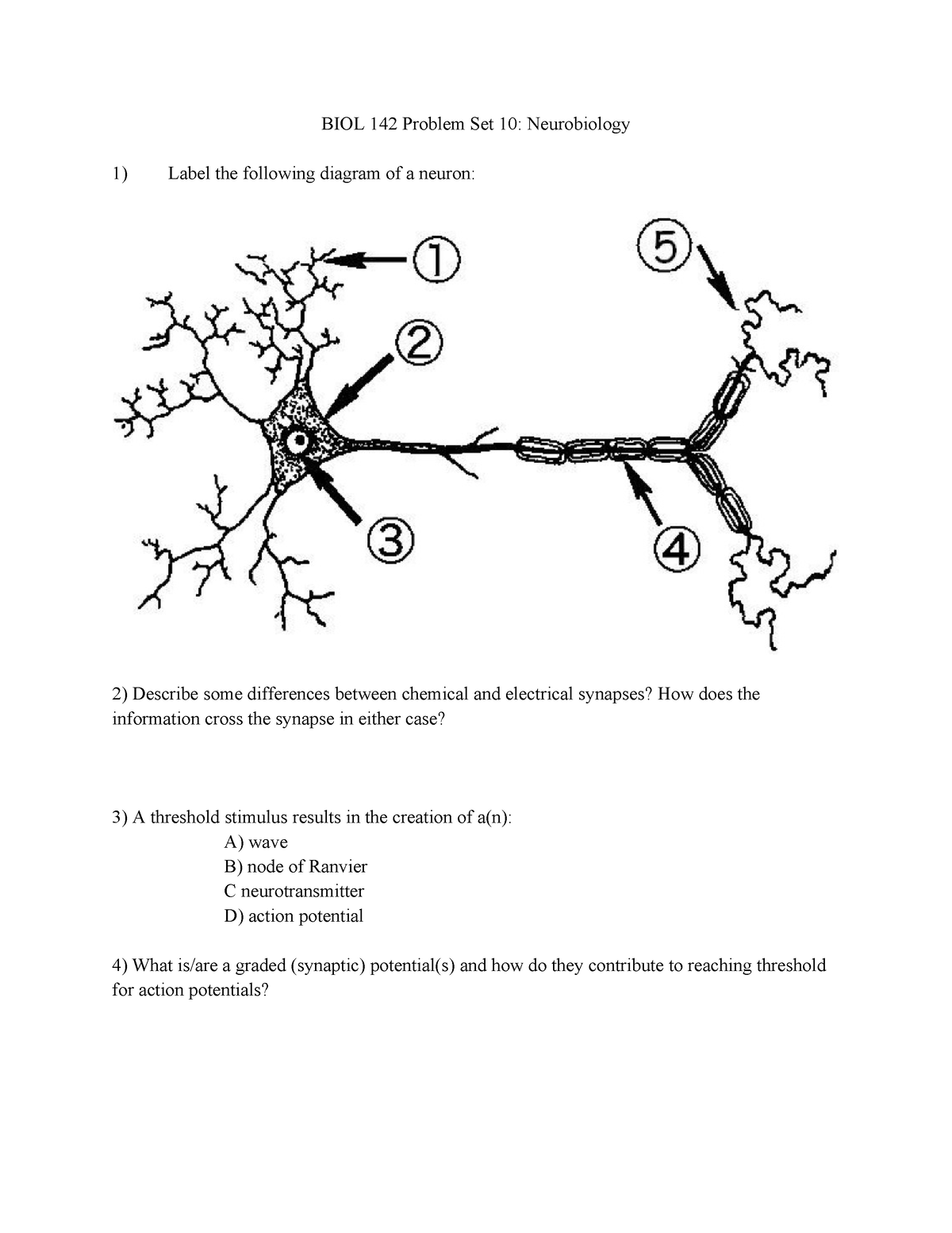 BIOL 142 Problem Set 10EB - Neurobiology - BIOL 142 Problem Set 10 ...