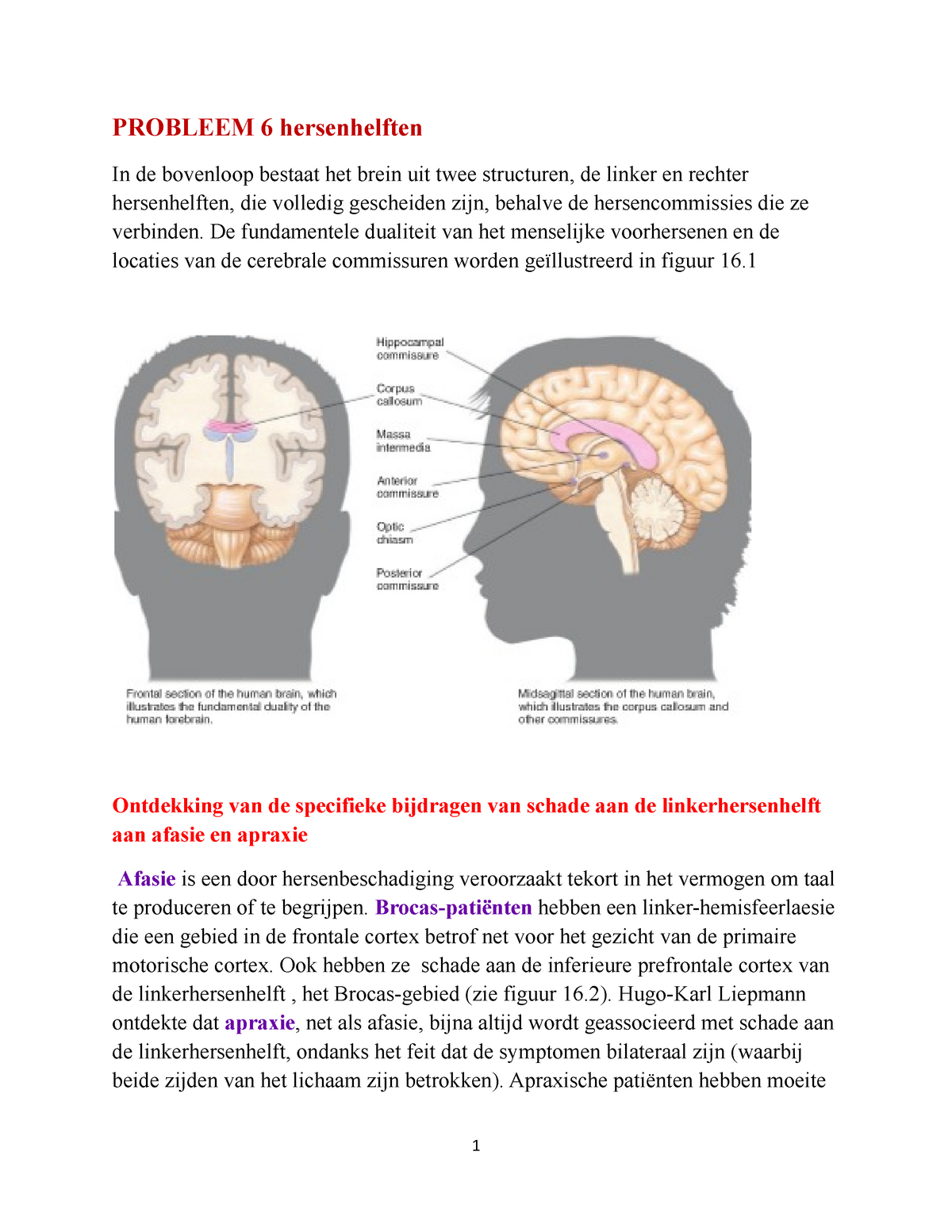 Probleem 6 hersenhelften - PROBLEEM 6 hersenhelften In de bovenloop ...