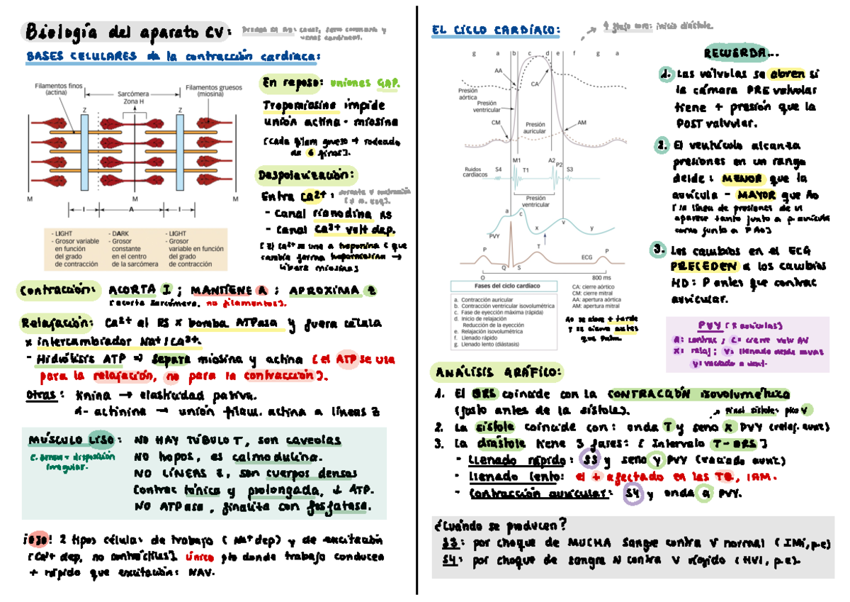 Tema 1 - Apuntes - Biología del aparato CV : Drenan en An : caval ...