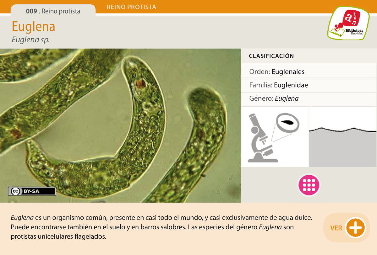 reino protista euglena