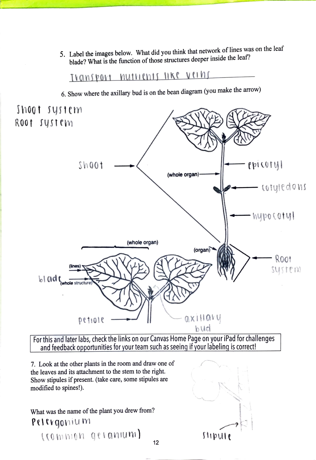 Lab 1: Plant Structure - 5. Label the images below. What did you think ...