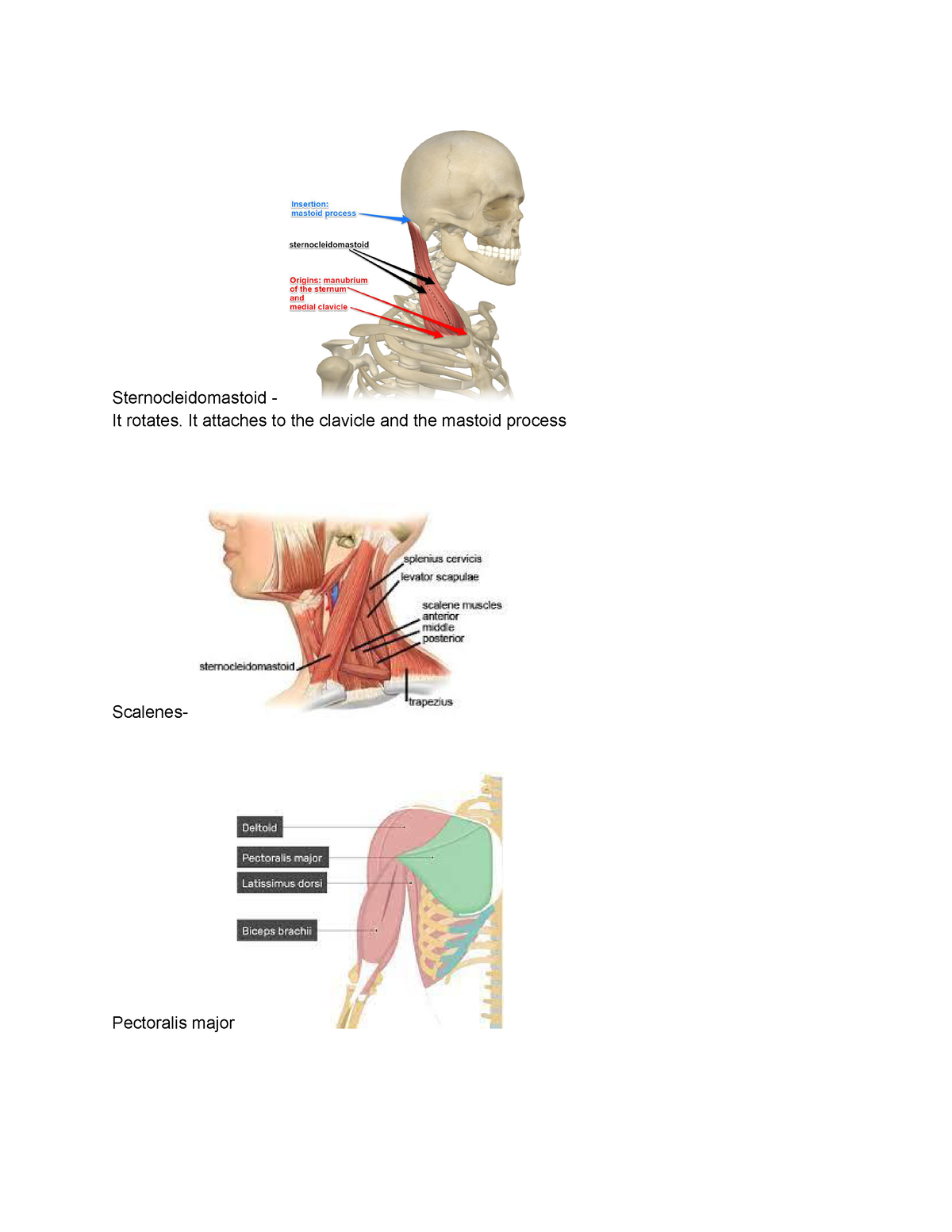 Muscles - study - Sternocleidomastoid - It rotates. It attaches to the ...