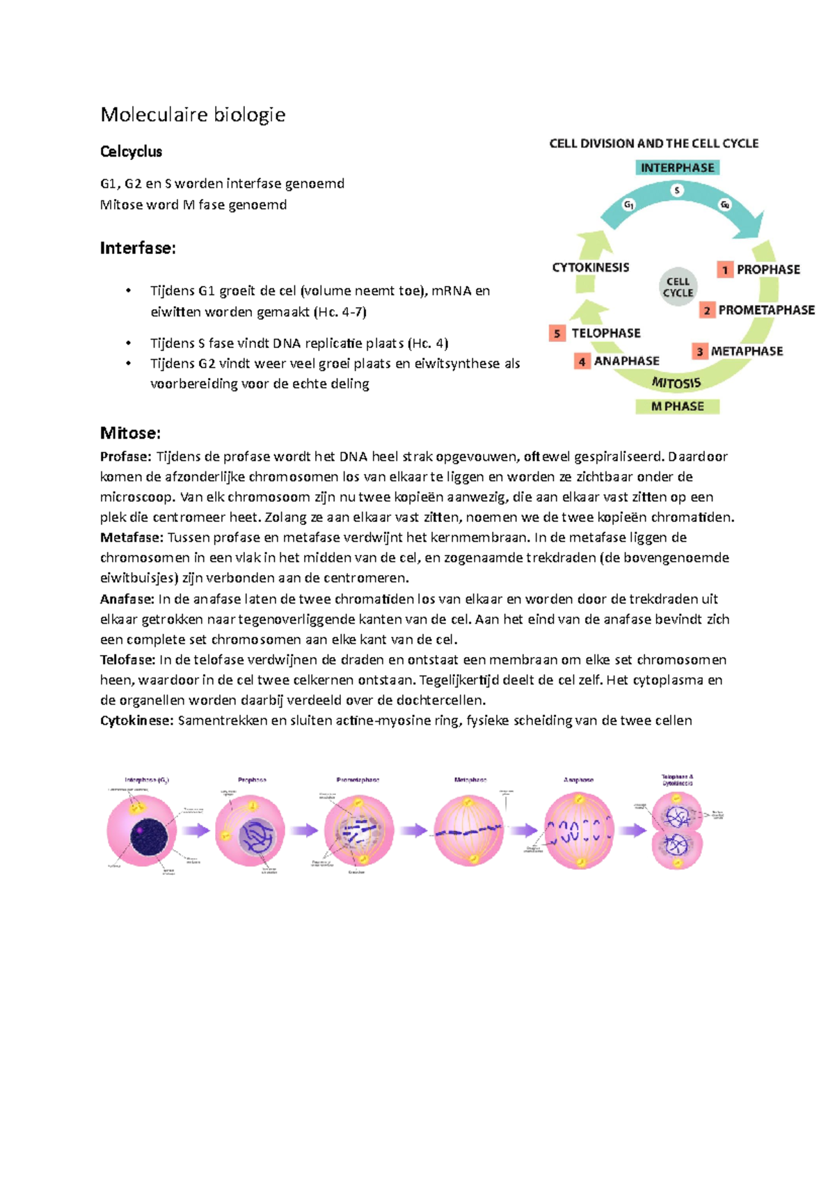 Samenvatting Moleculaire Biologie - Moleculaire Biologie Celcyclus G1 ...