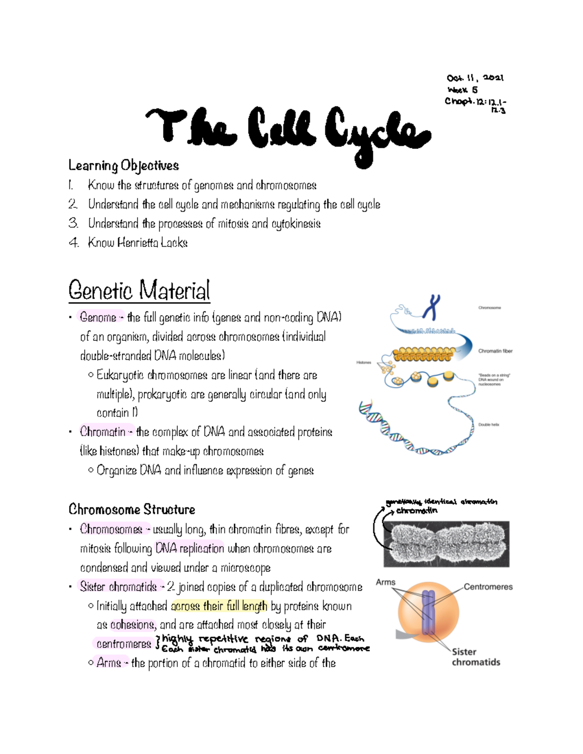 Week 5 - BIOL 102 The Cell Cycle - Learning Objectives Know The ...