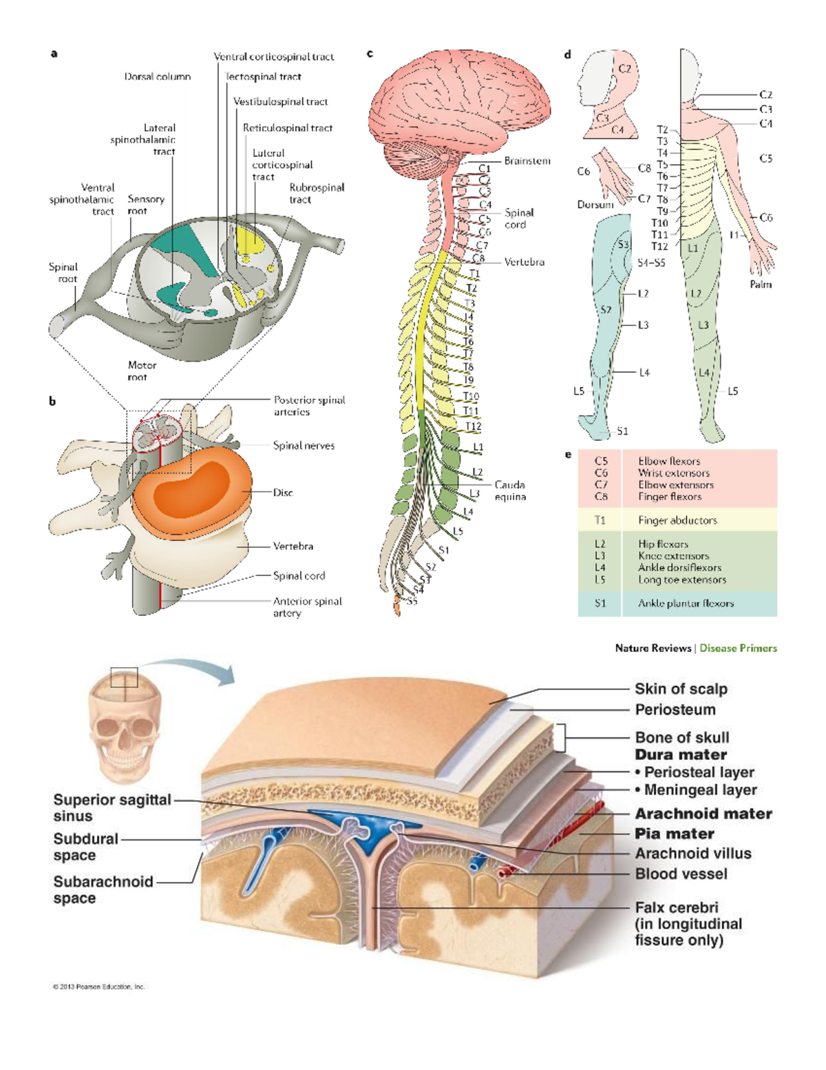 Week 1 notes Gross Anatomy and Development of the Nervous System - BIOM ...