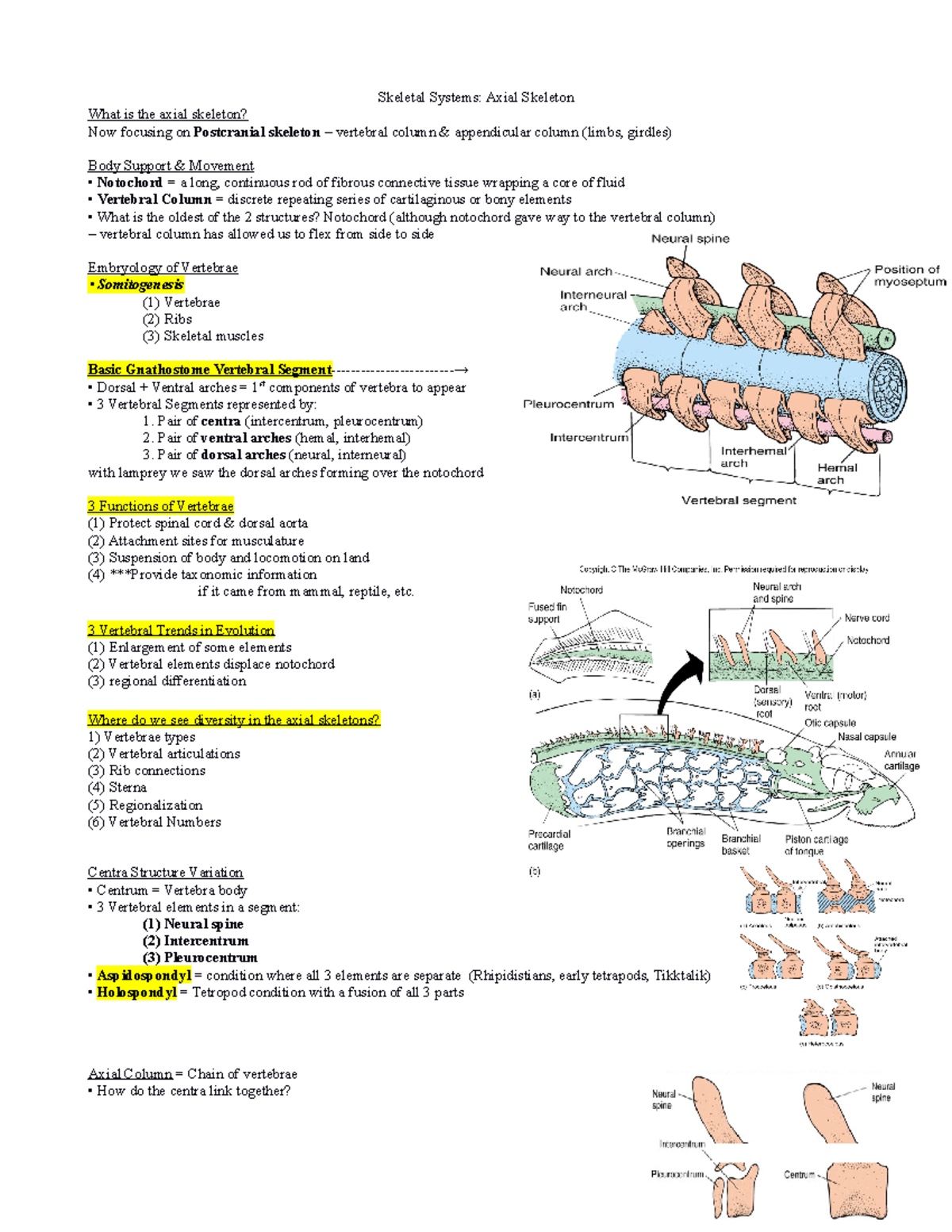 Skeletal Systems Mehta Is Professor Studocu skeletal systems mehta is professor