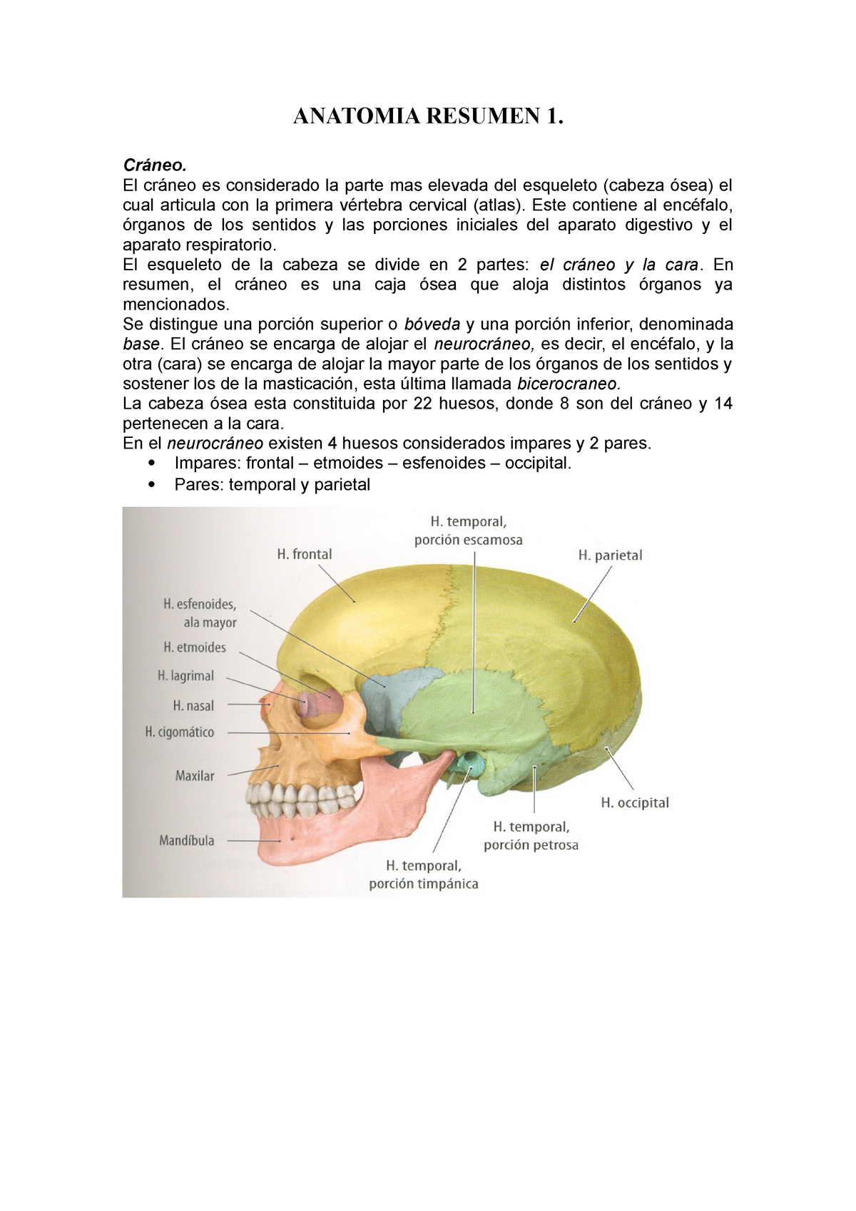 Anatomia Resumen Huesos Del Craneo Anatomia Resumen 1 Cráneo El Cráneo Es Considerado La 0791