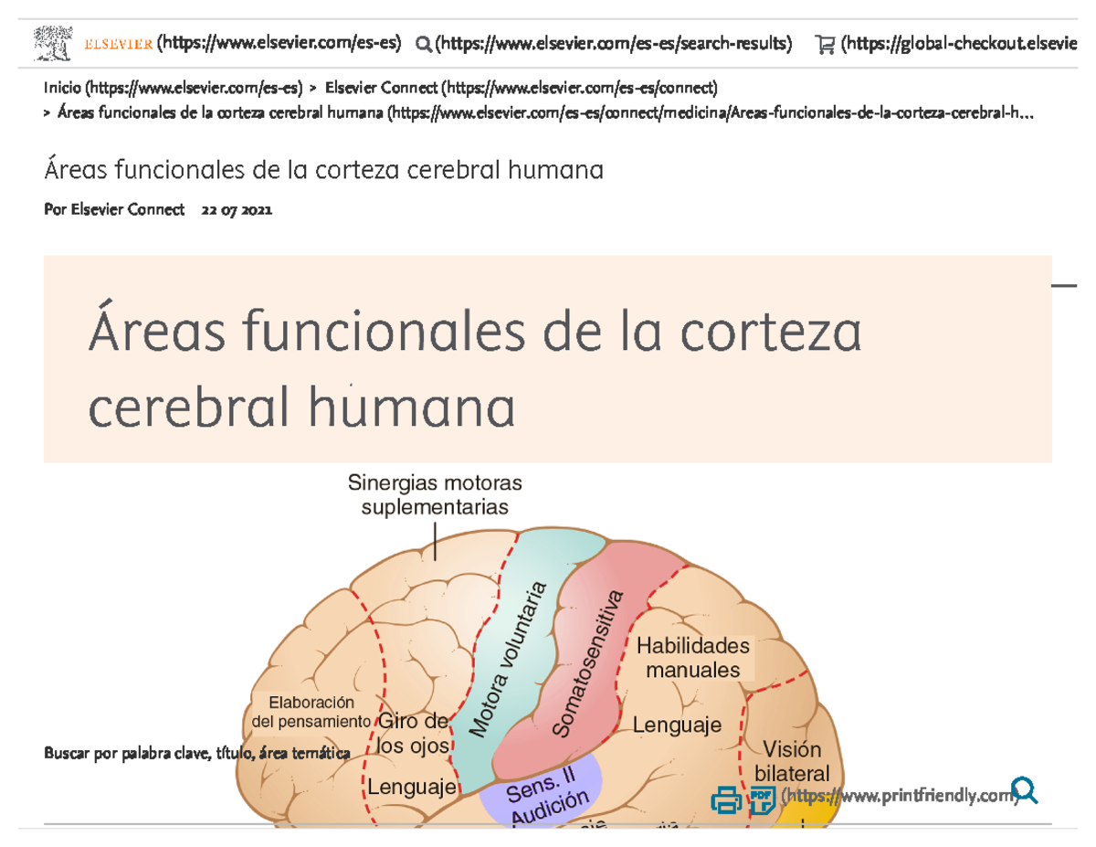 Reas Funcionales De La Corteza Cerebral Humana Reas Funcionales