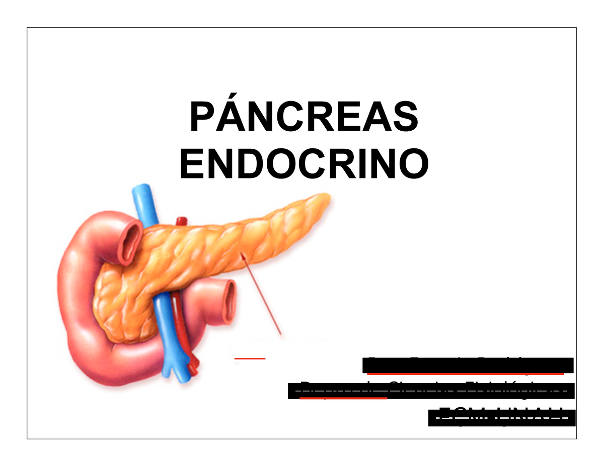 4 Pancreas Endocrino Presentación PÁncreas Endocrino Dra Francis Rodríguez Depto De 